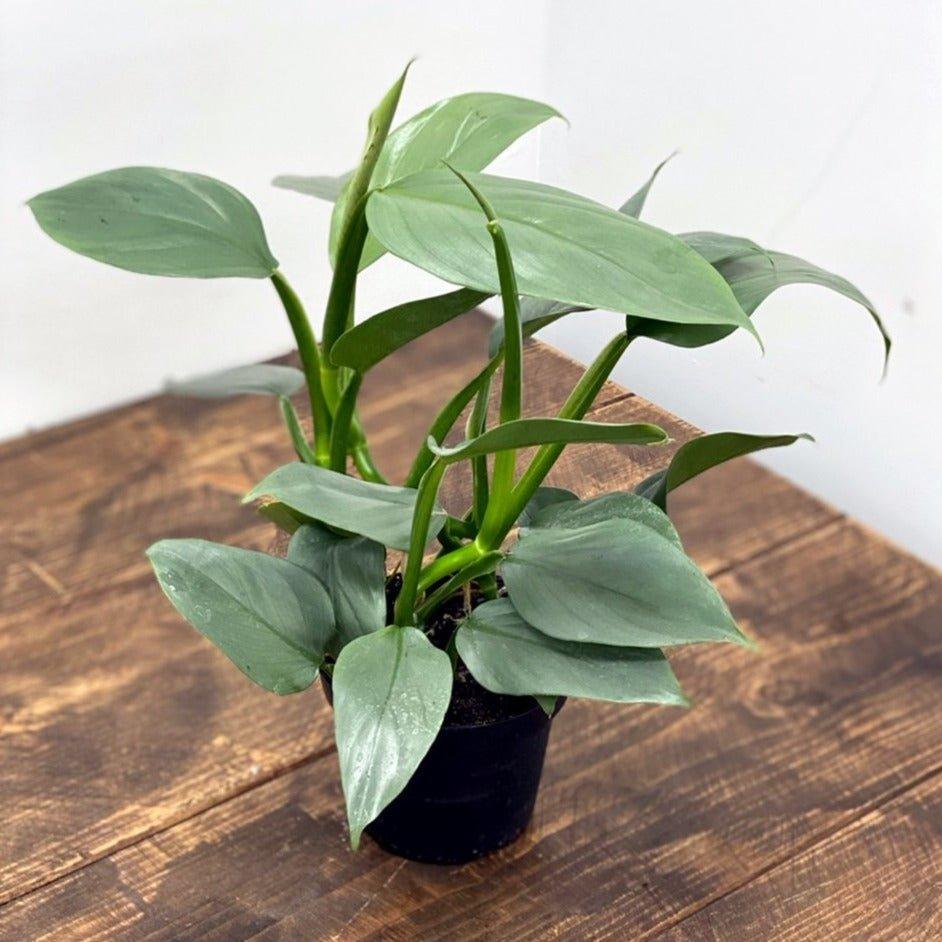 Philodendron Silver Sword - Image 4