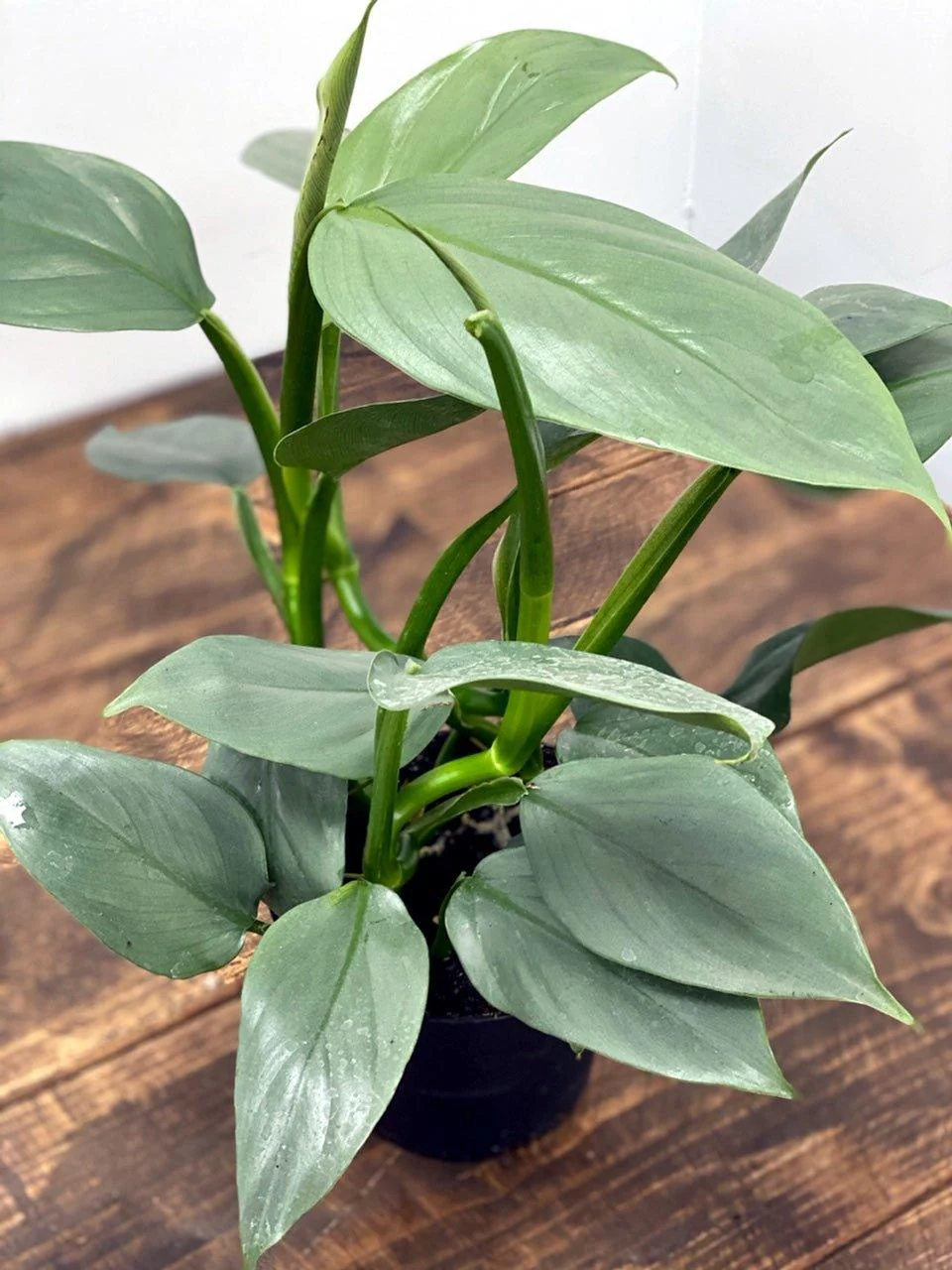 Philodendron Silver Sword - Image 5