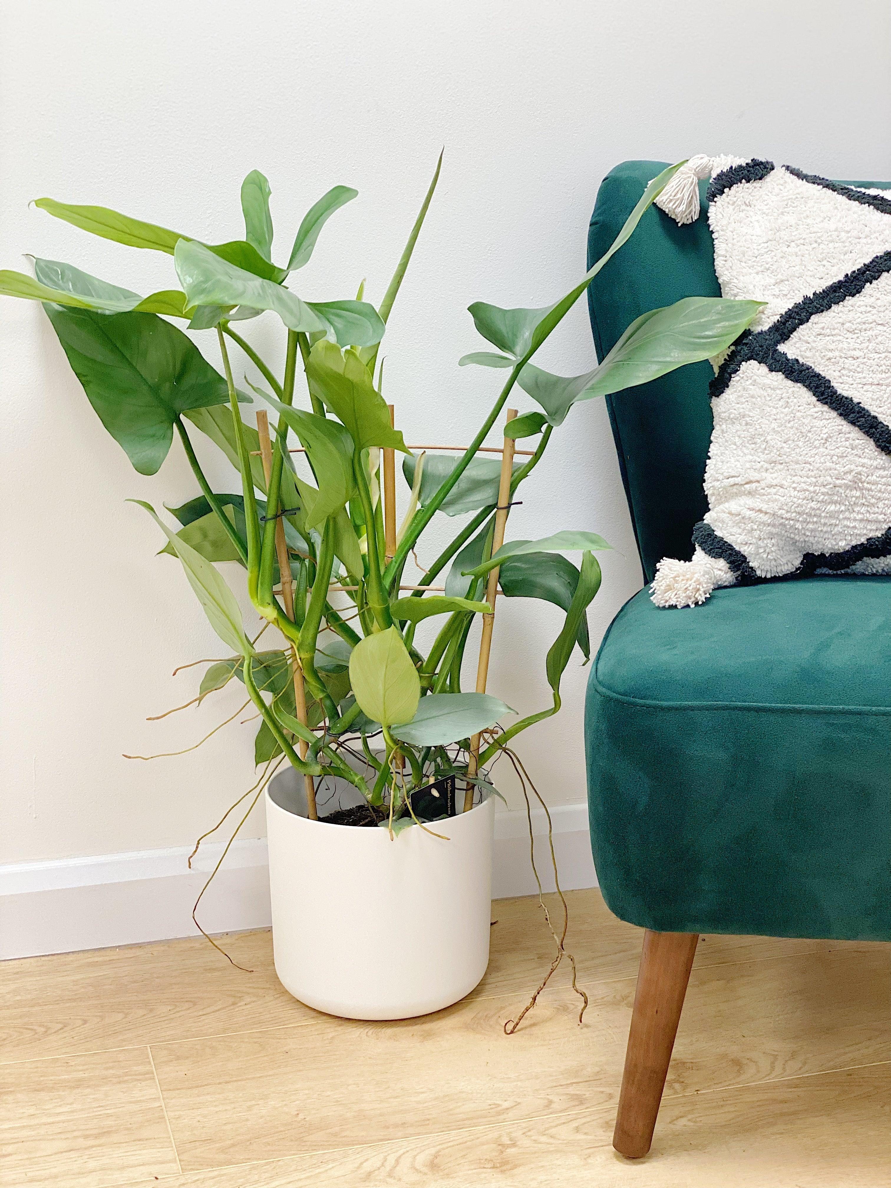 Philodendron Silver Sword - Image 6