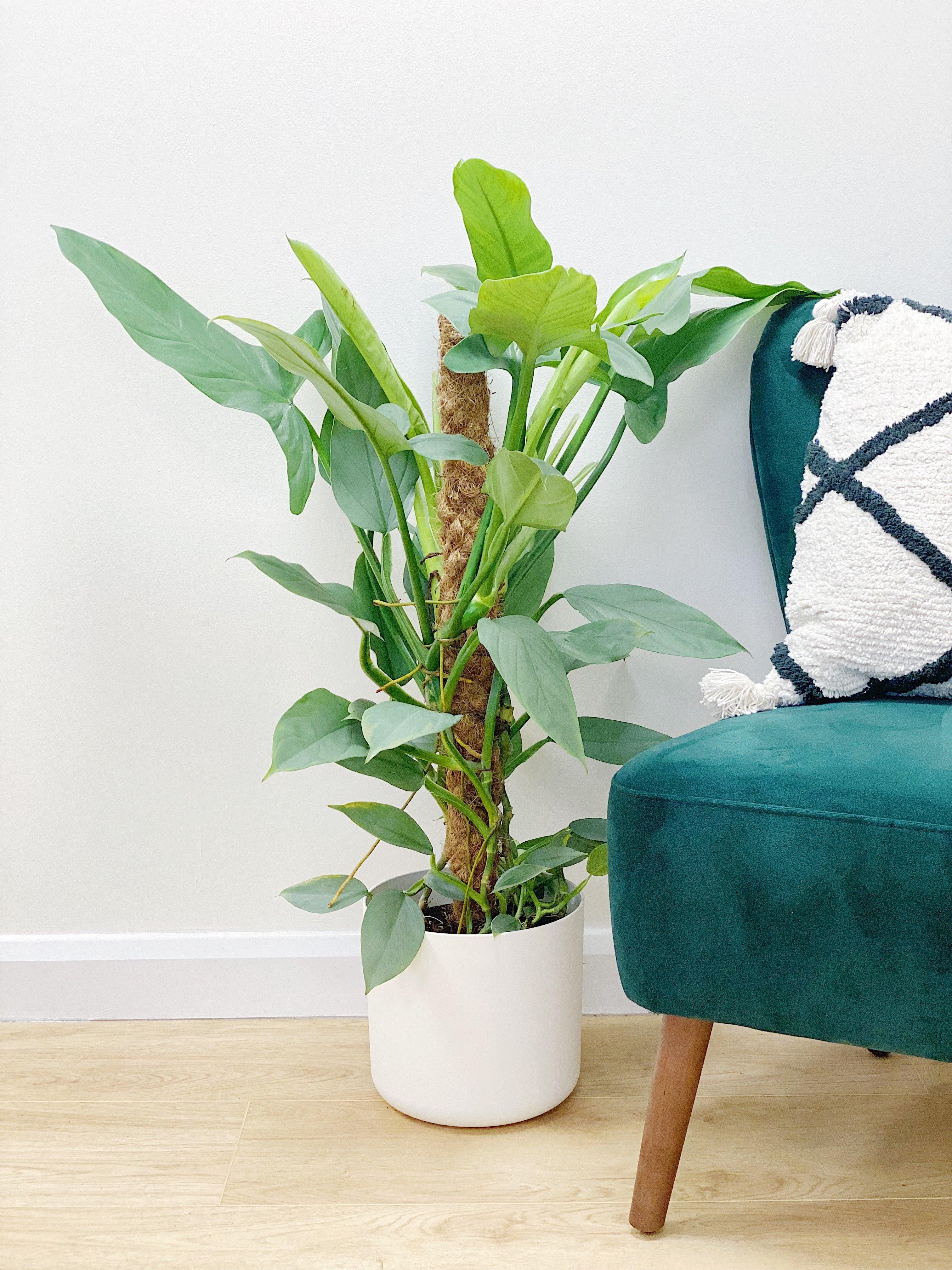 Philodendron Silver Sword - Image 7