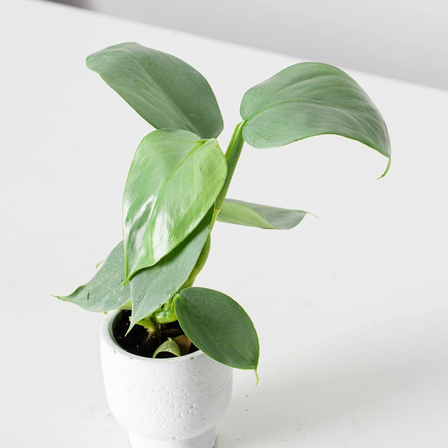 Philodendron Silver Sword - Image 8