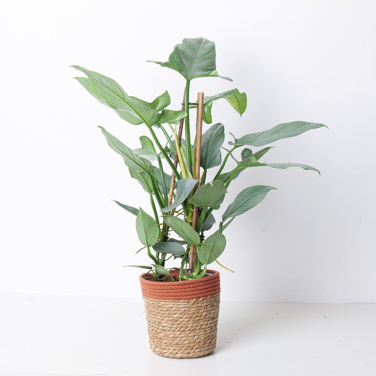 Philodendron Silver Sword - Image 9