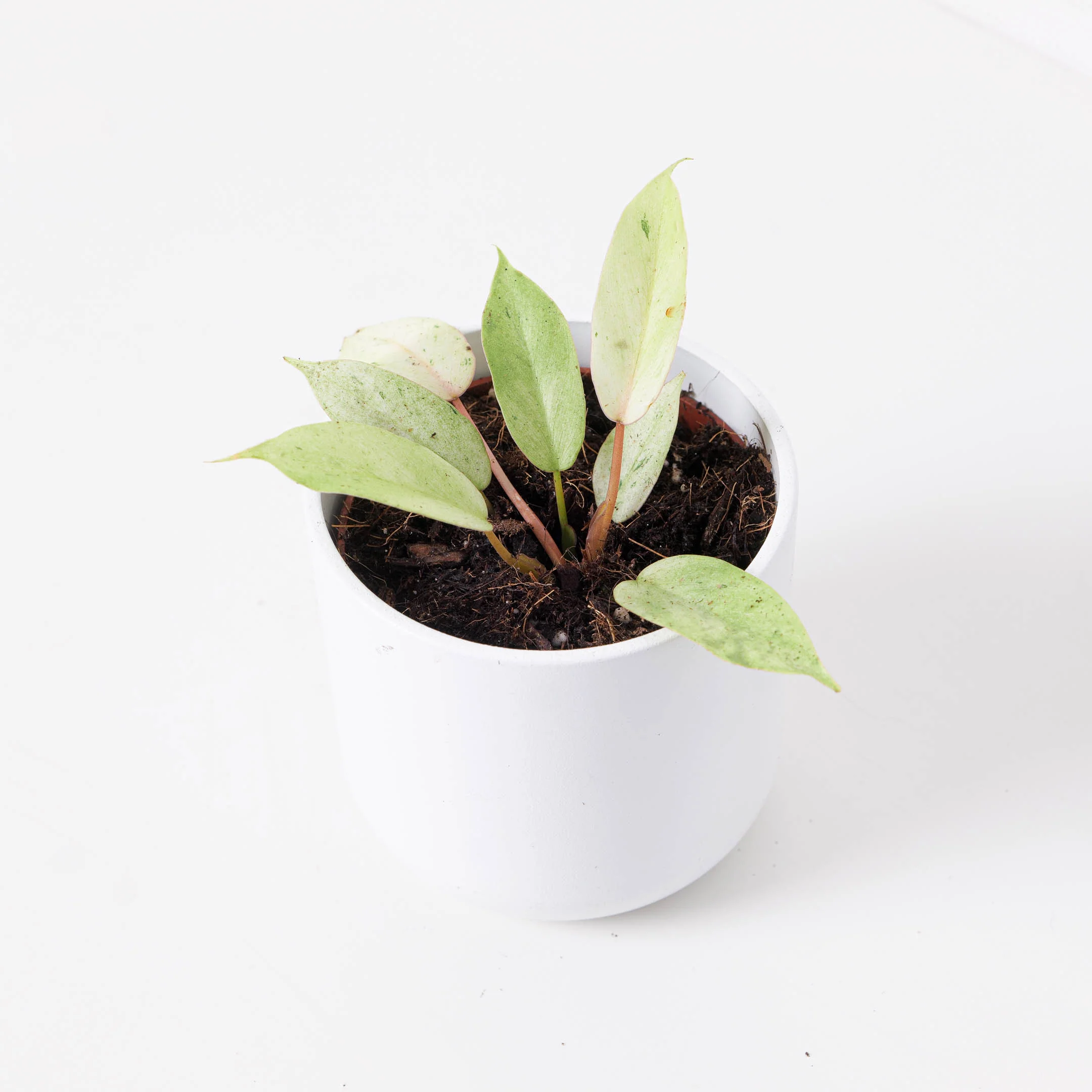 Philodendron Snowdrift