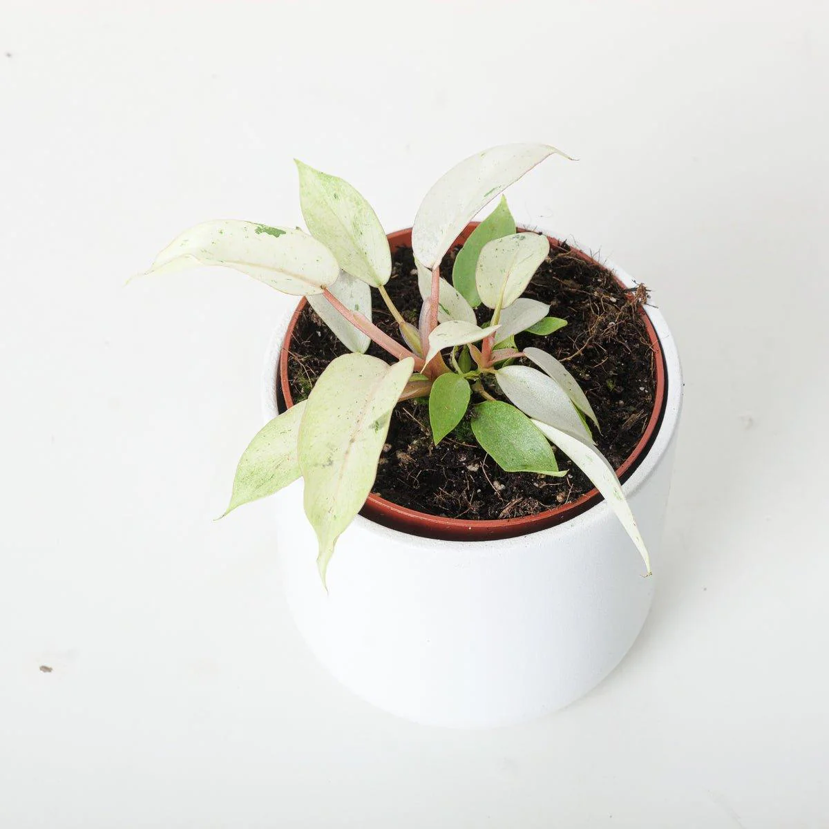 Philodendron Snowdrift - Image 2