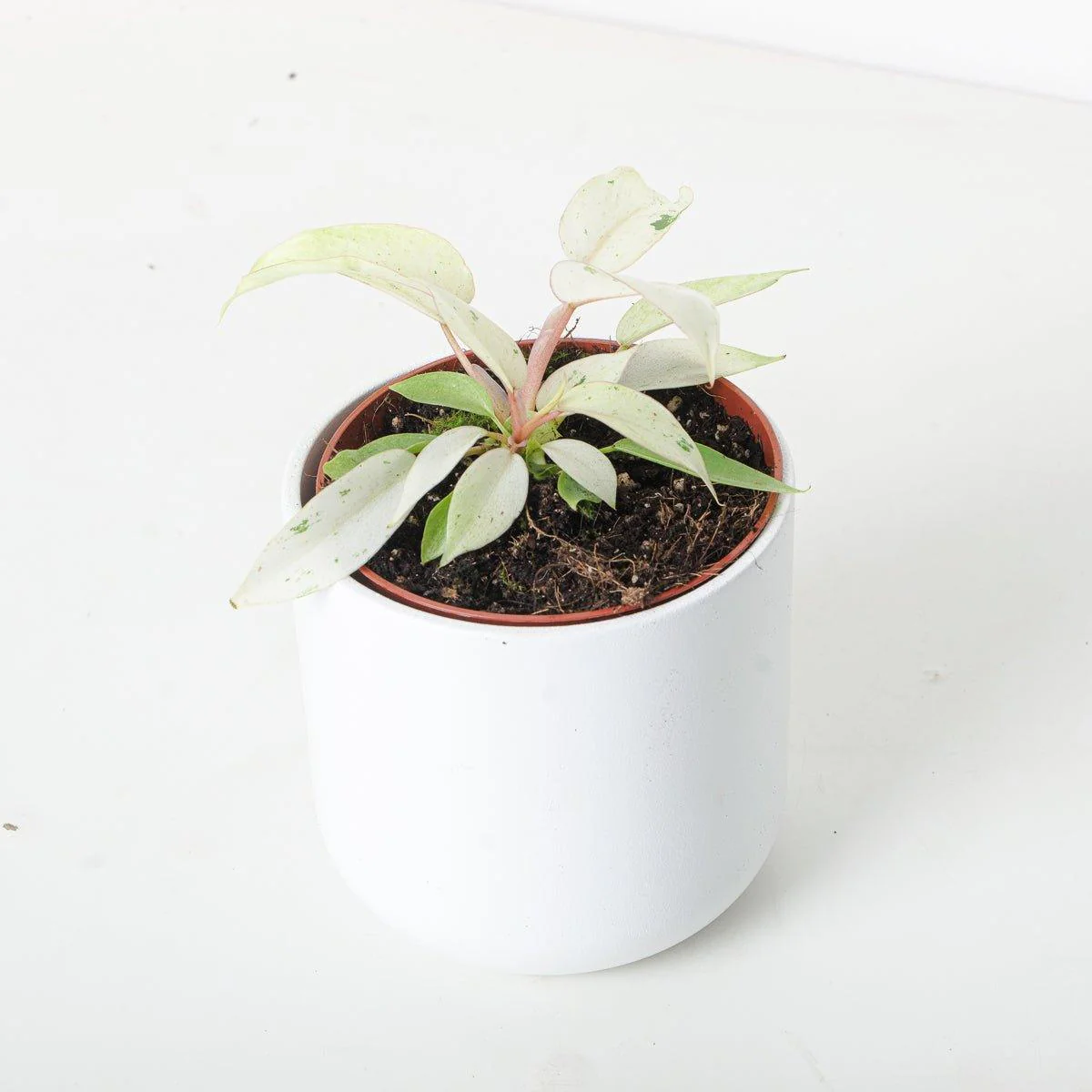 Philodendron Snowdrift - Image 3