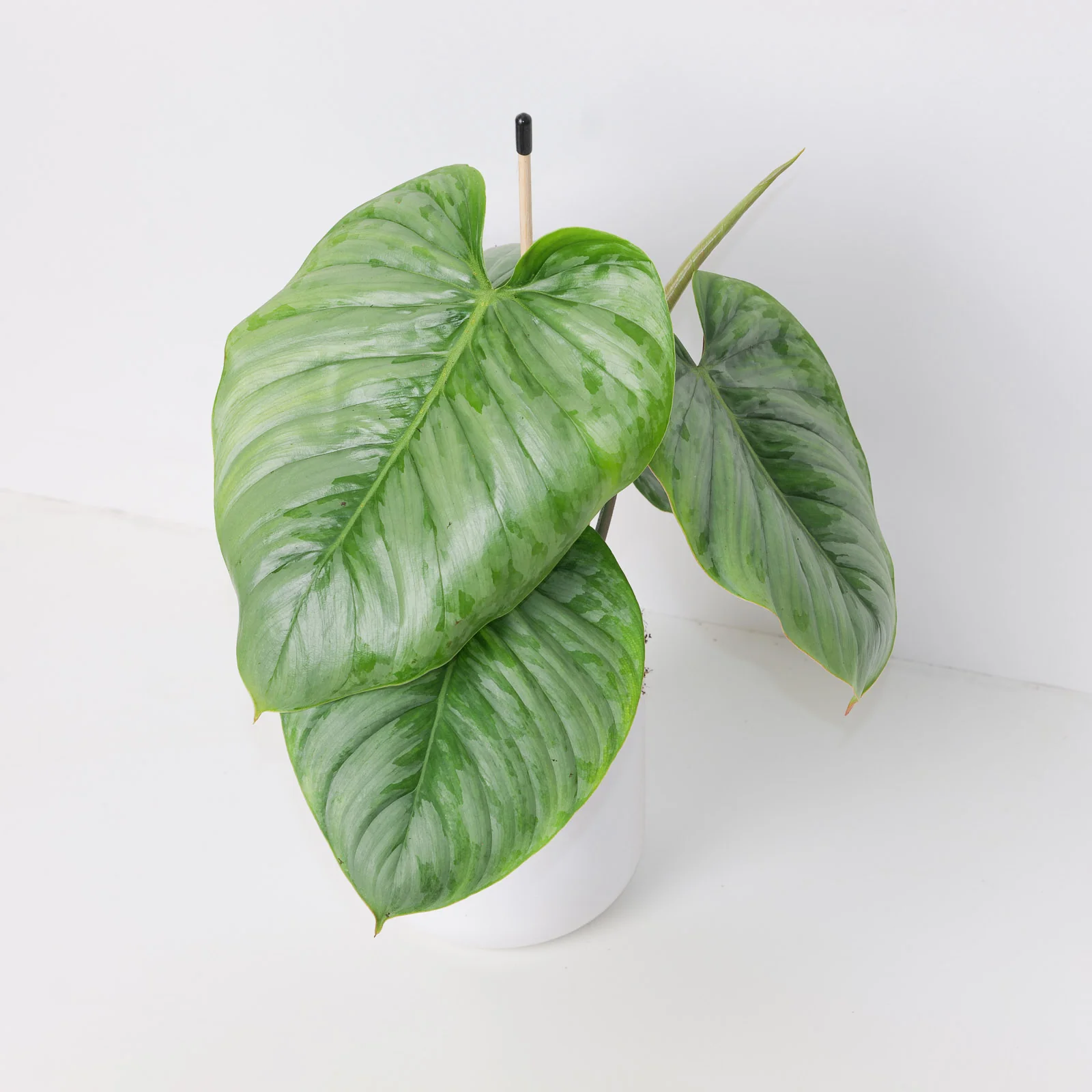 Philodendron Sodiroi