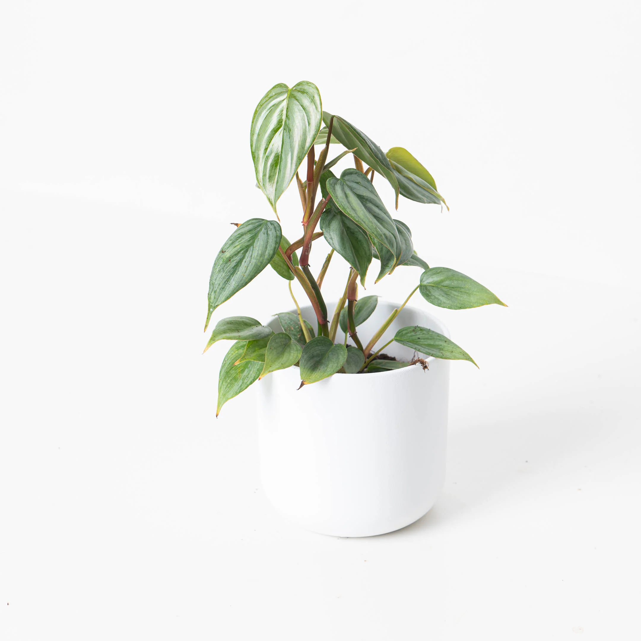 Philodendron Sodiroi - Image 2