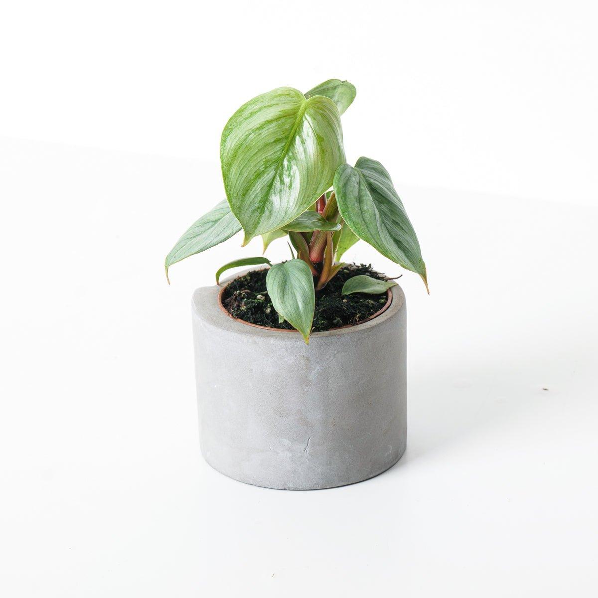 Philodendron Sodiroi - Image 3