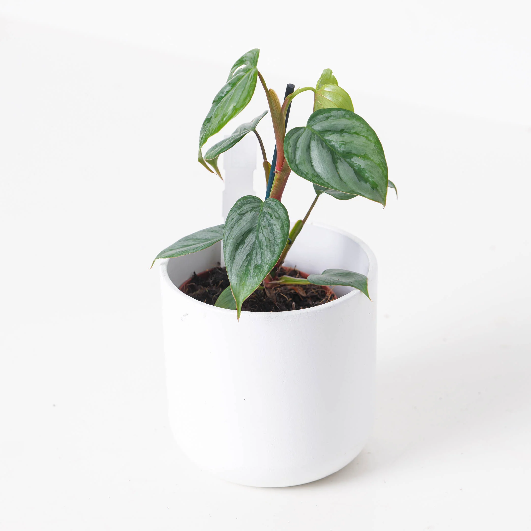 Philodendron Sodiroi - Image 4