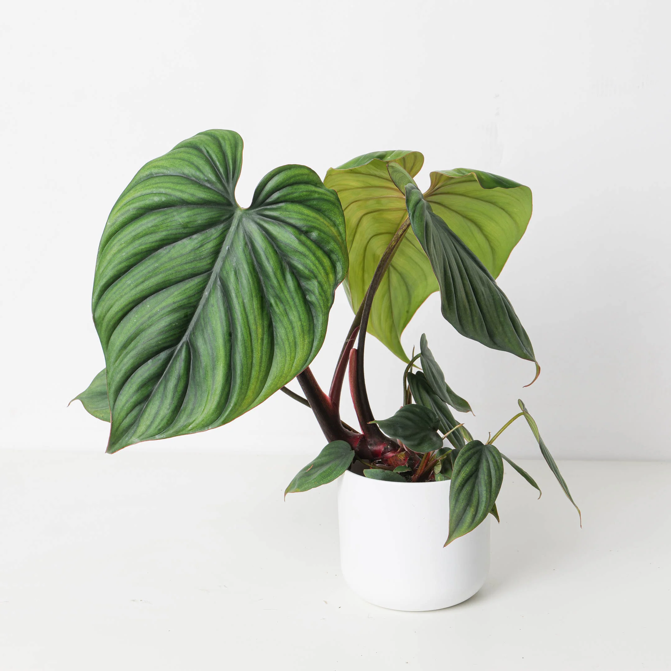 Philodendron sp. Colombia