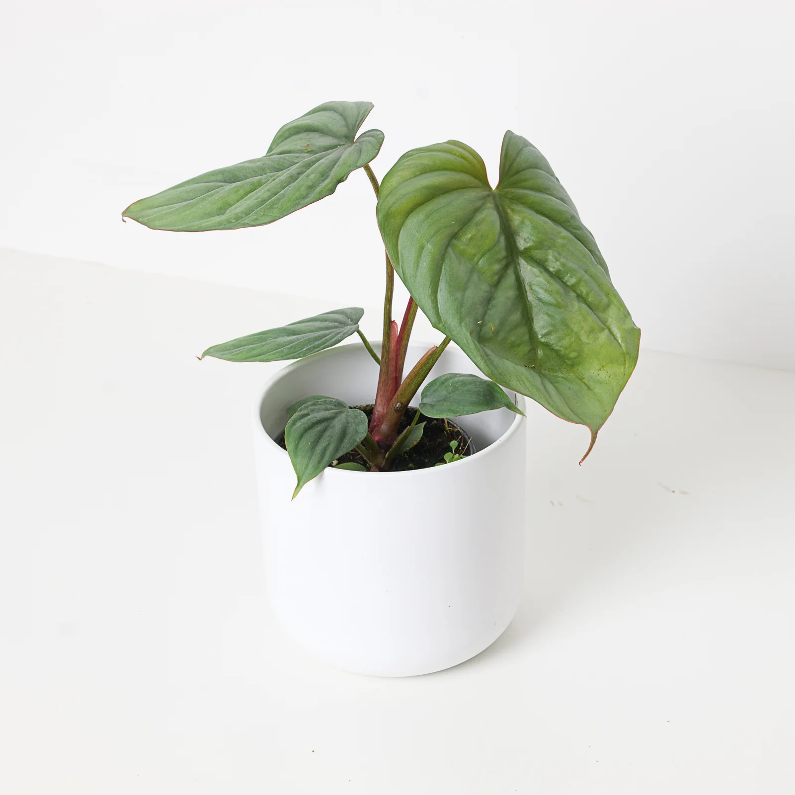 Philodendron sp. Colombia - Image 2