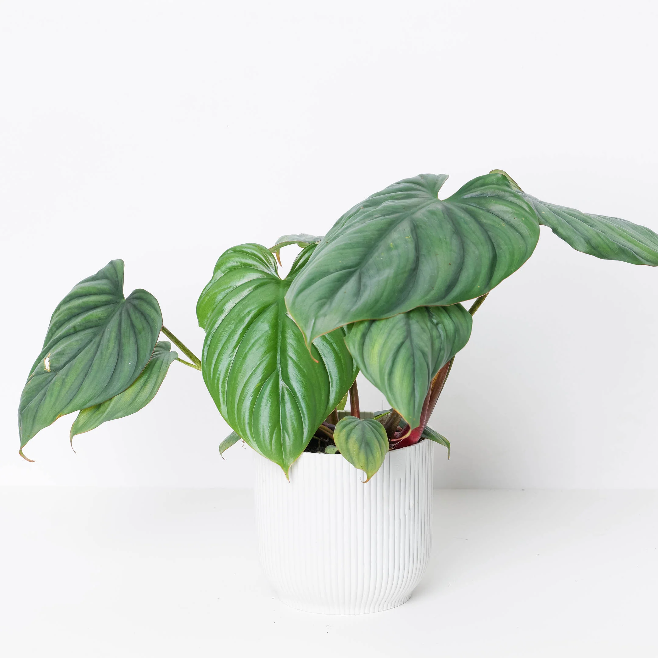 Philodendron sp. Colombia - Image 3