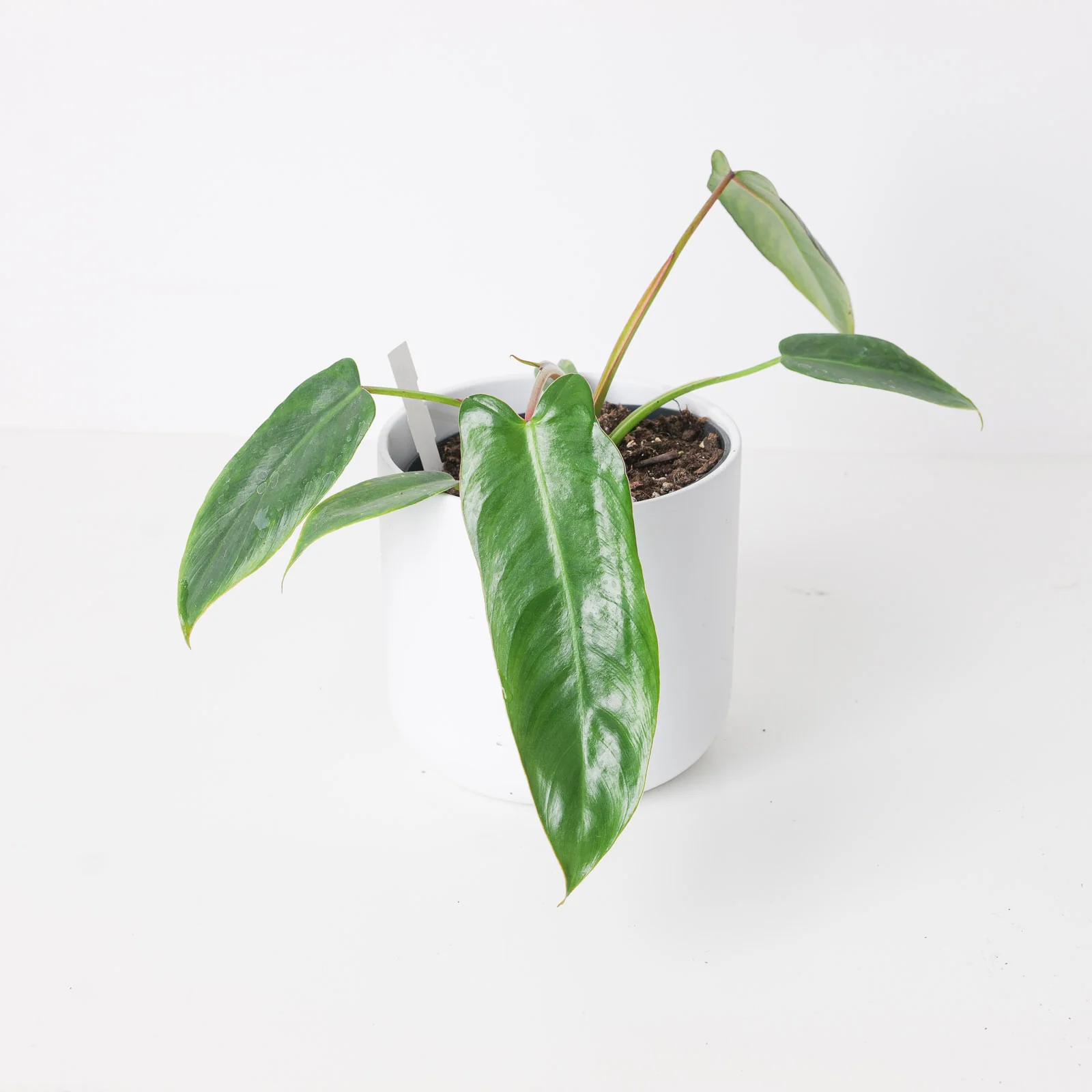 Philodendron spiritus sancti (TC Clone)