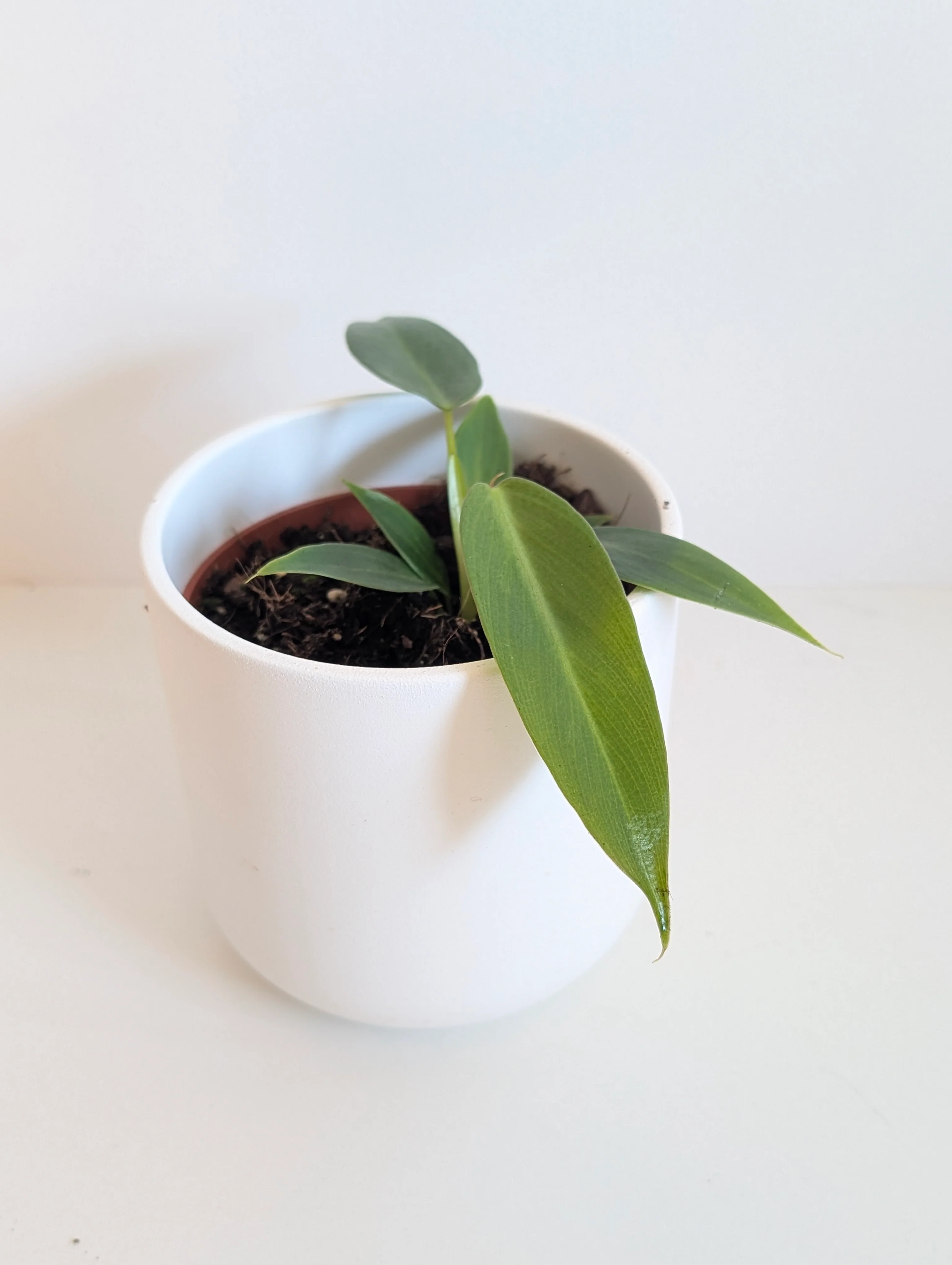 Philodendron spiritus sancti (TC Clone) - Image 2