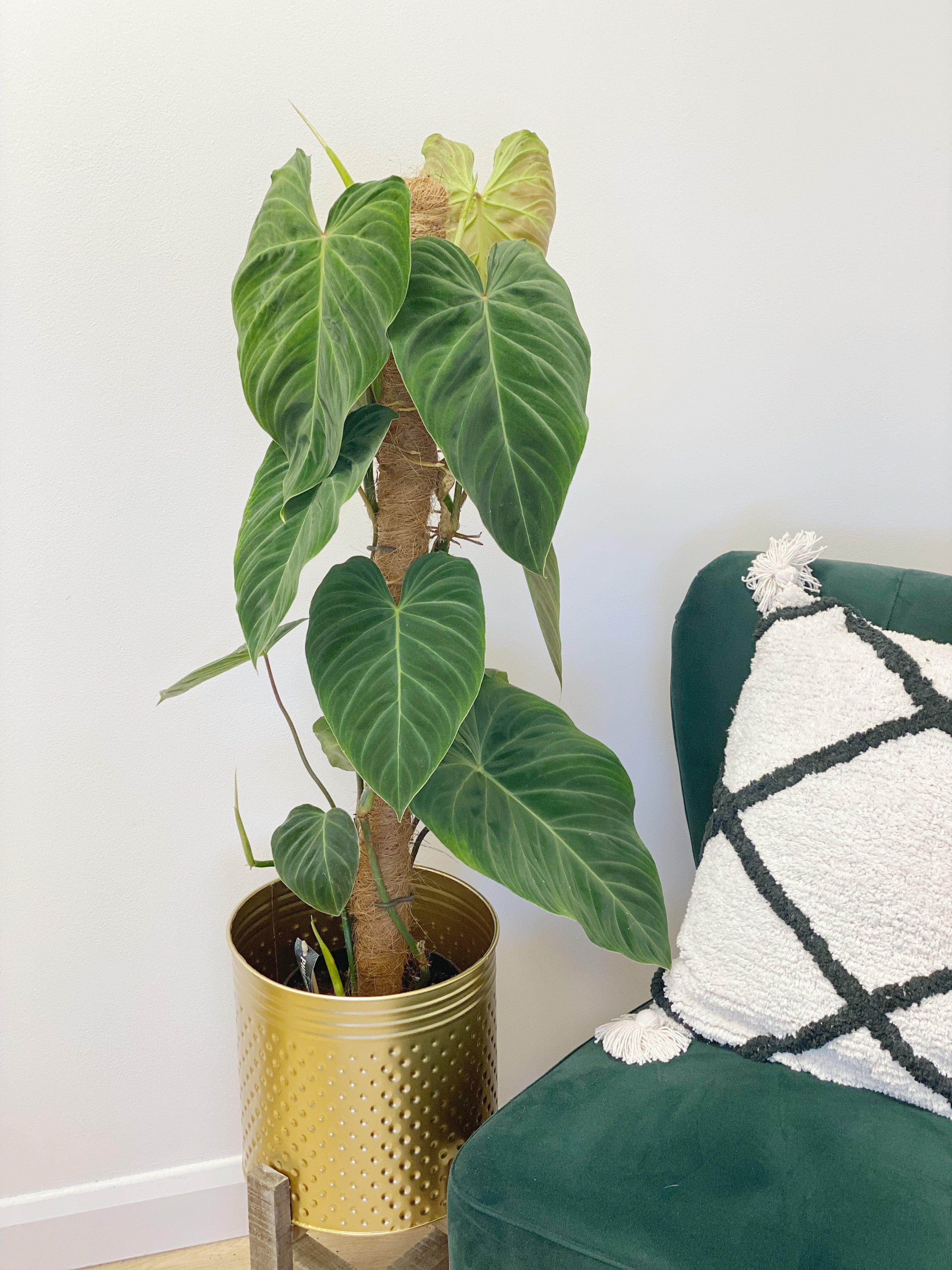 Philodendron Splendid | Verrucosum x Melanochrysum