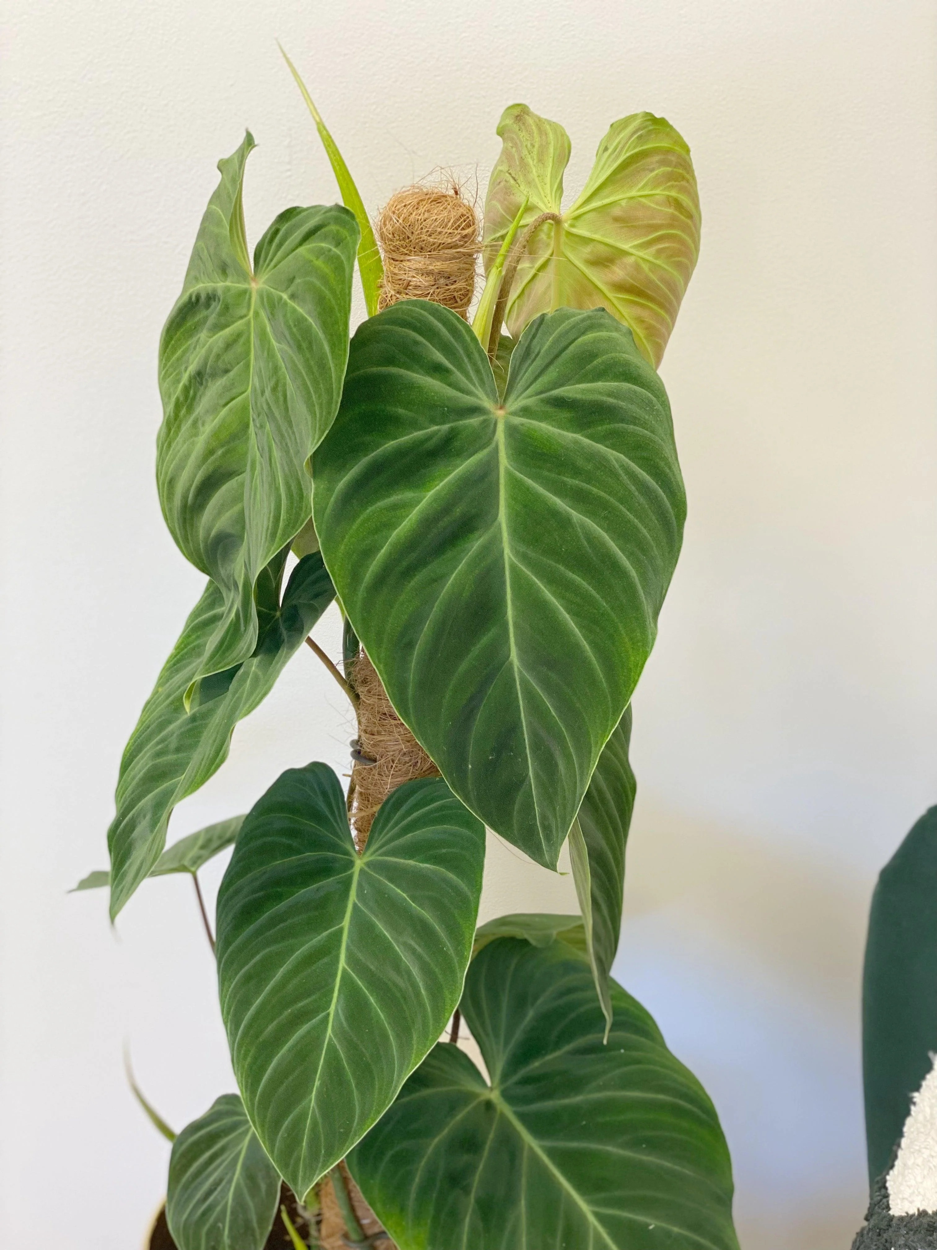 Philodendron Splendid | Verrucosum x Melanochrysum - Image 2