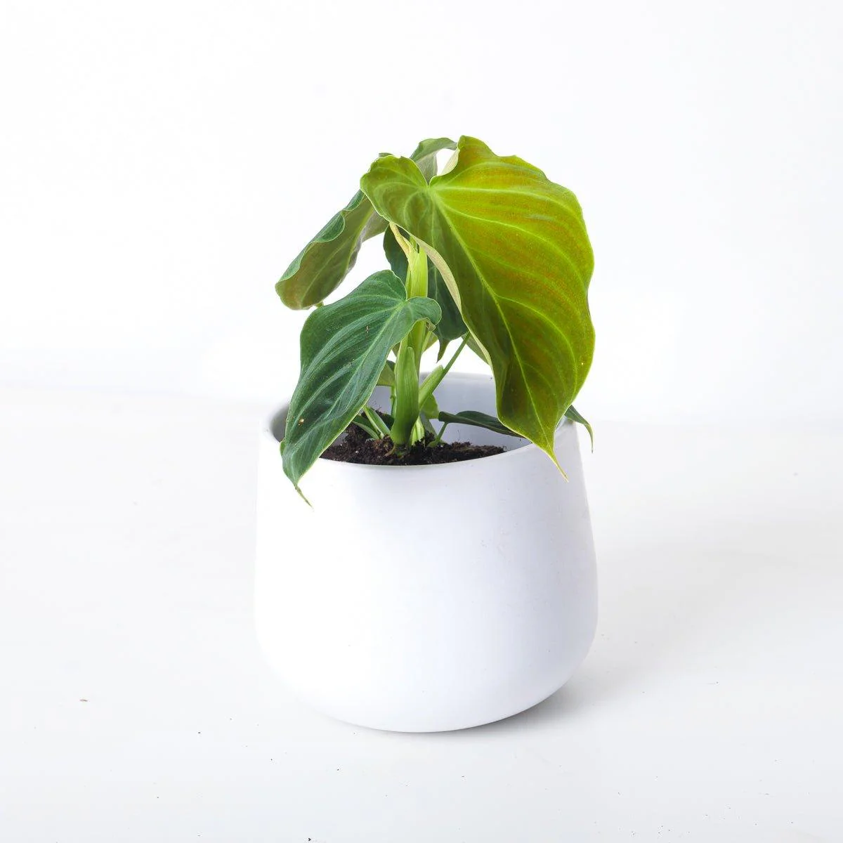 Philodendron Splendid | Verrucosum x Melanochrysum - Image 3