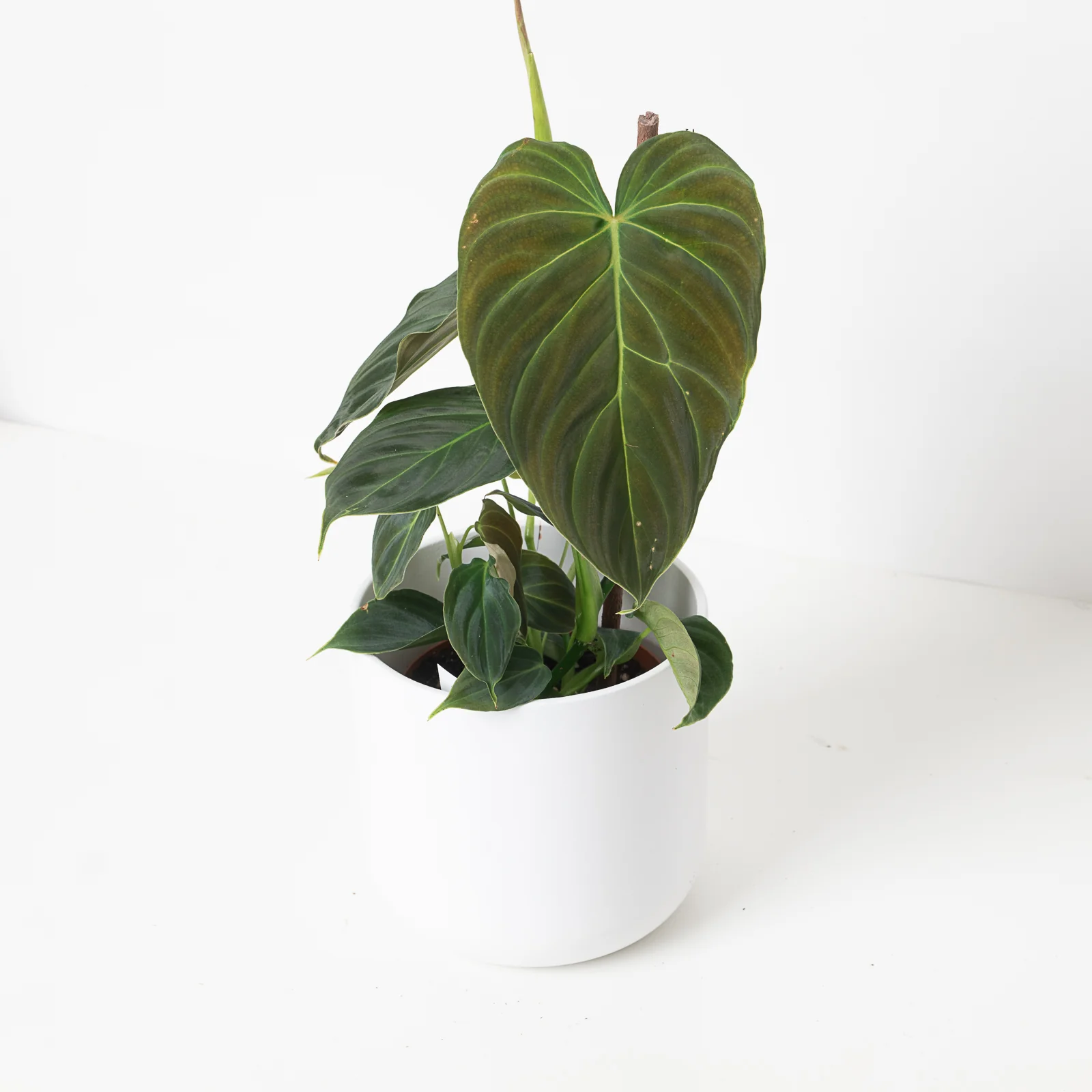 Philodendron Splendid | Verrucosum x Melanochrysum - Image 4