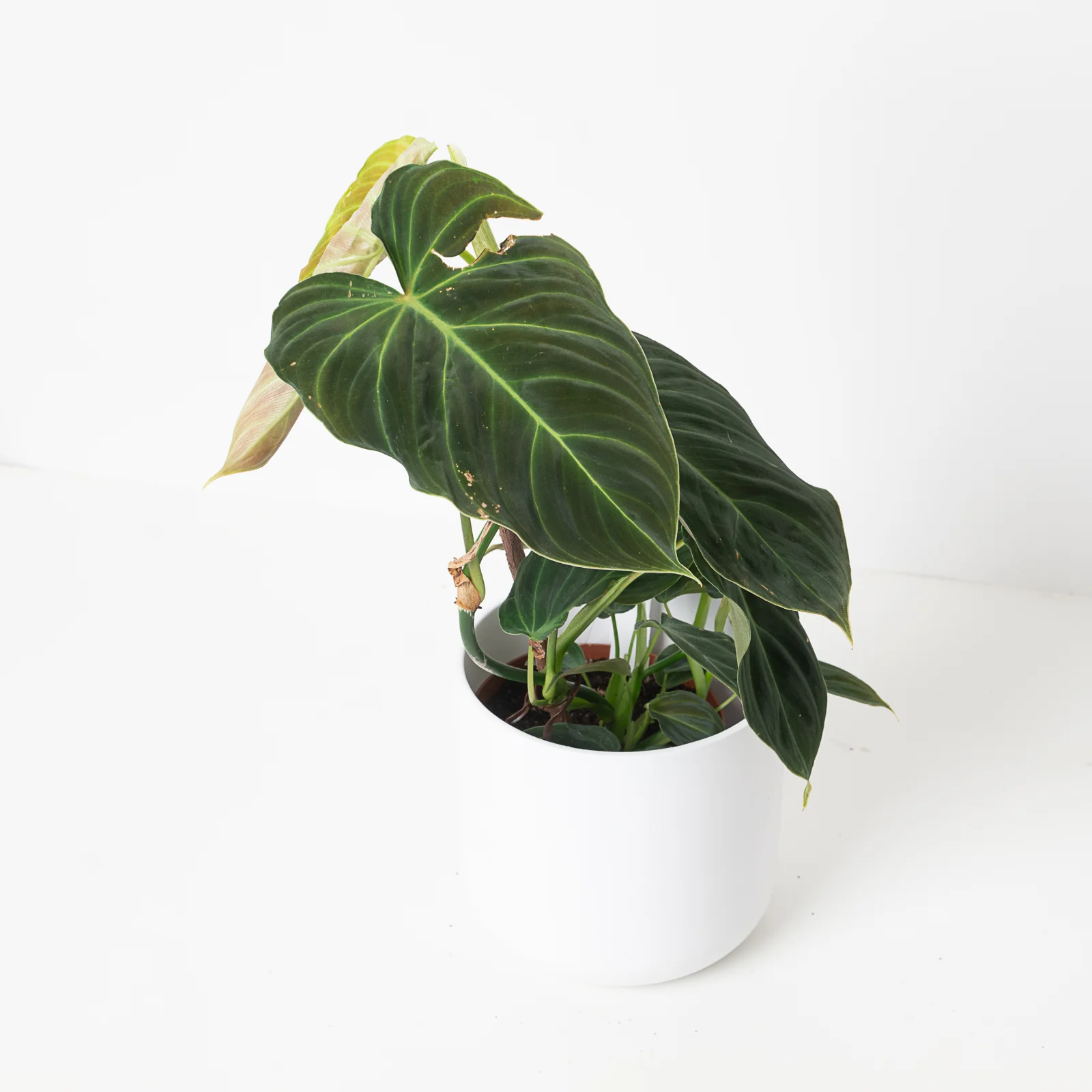 Philodendron Splendid | Verrucosum x Melanochrysum - Image 5