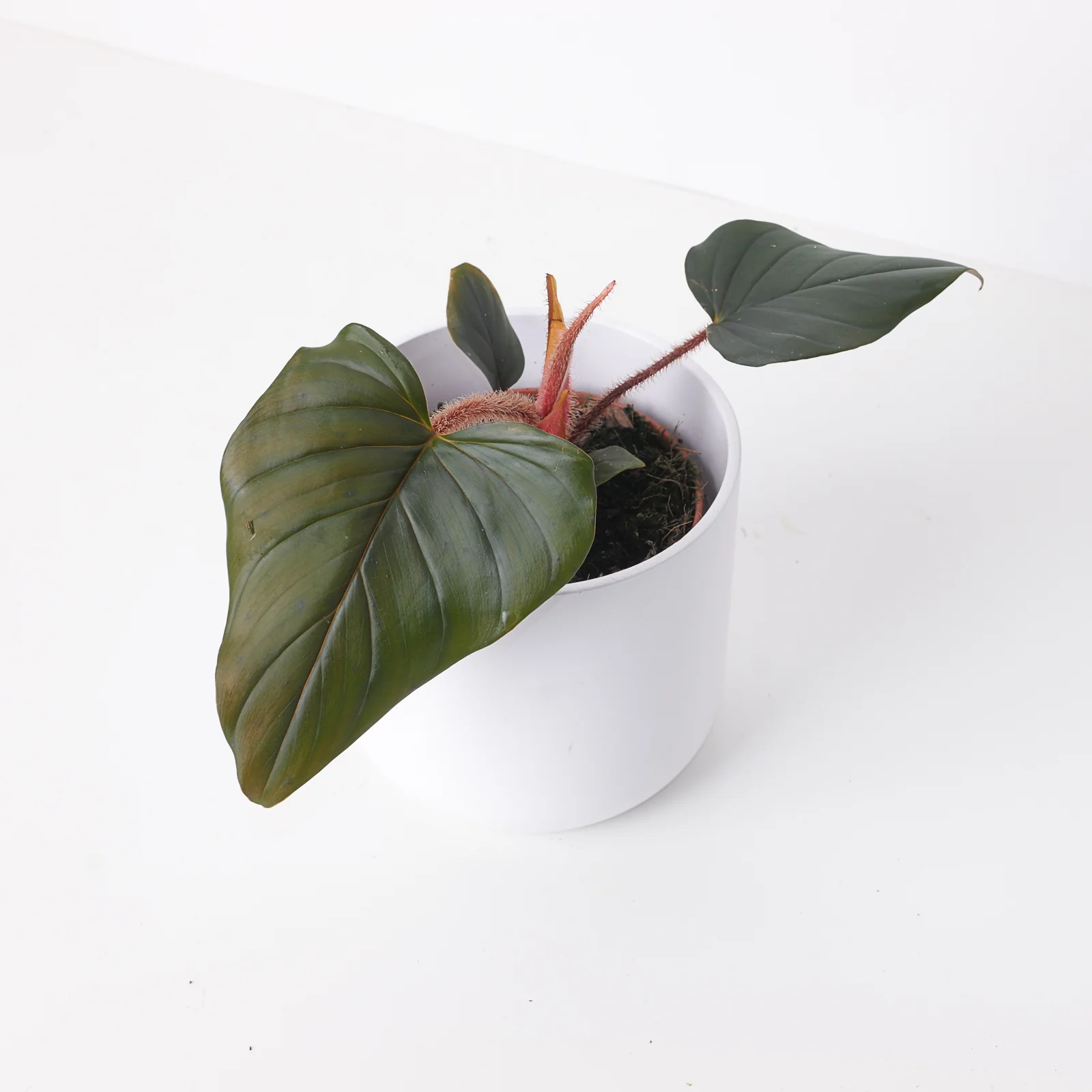 Philodendron Squamicaule 'Black / Red'