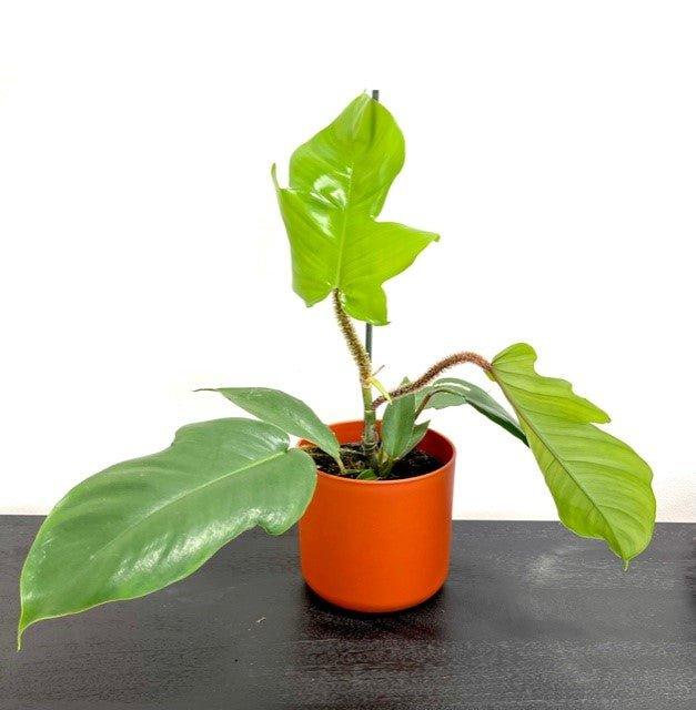 Philodendron Squamiferum - Image 3
