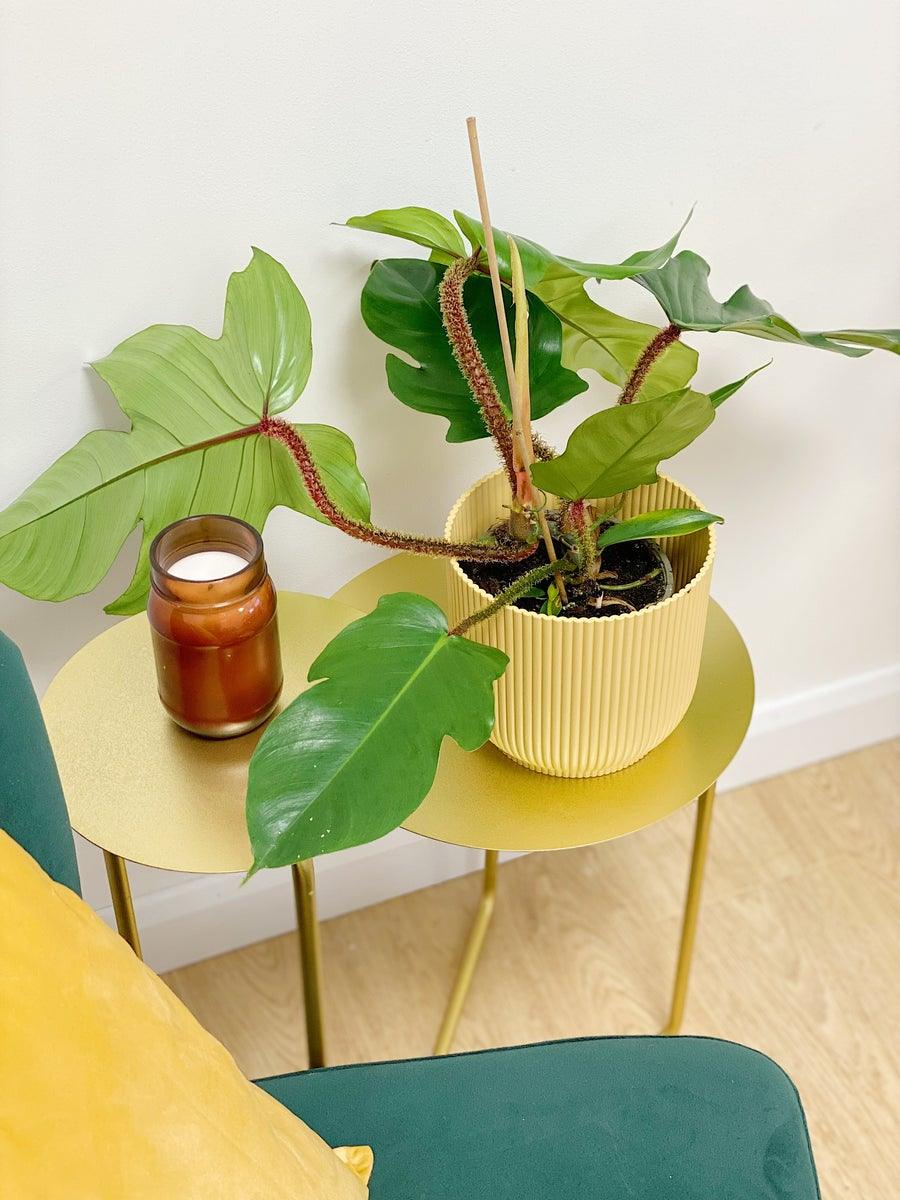 Philodendron Squamiferum - Image 4
