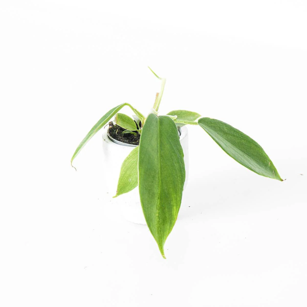 Philodendron Squamiferum - Image 5