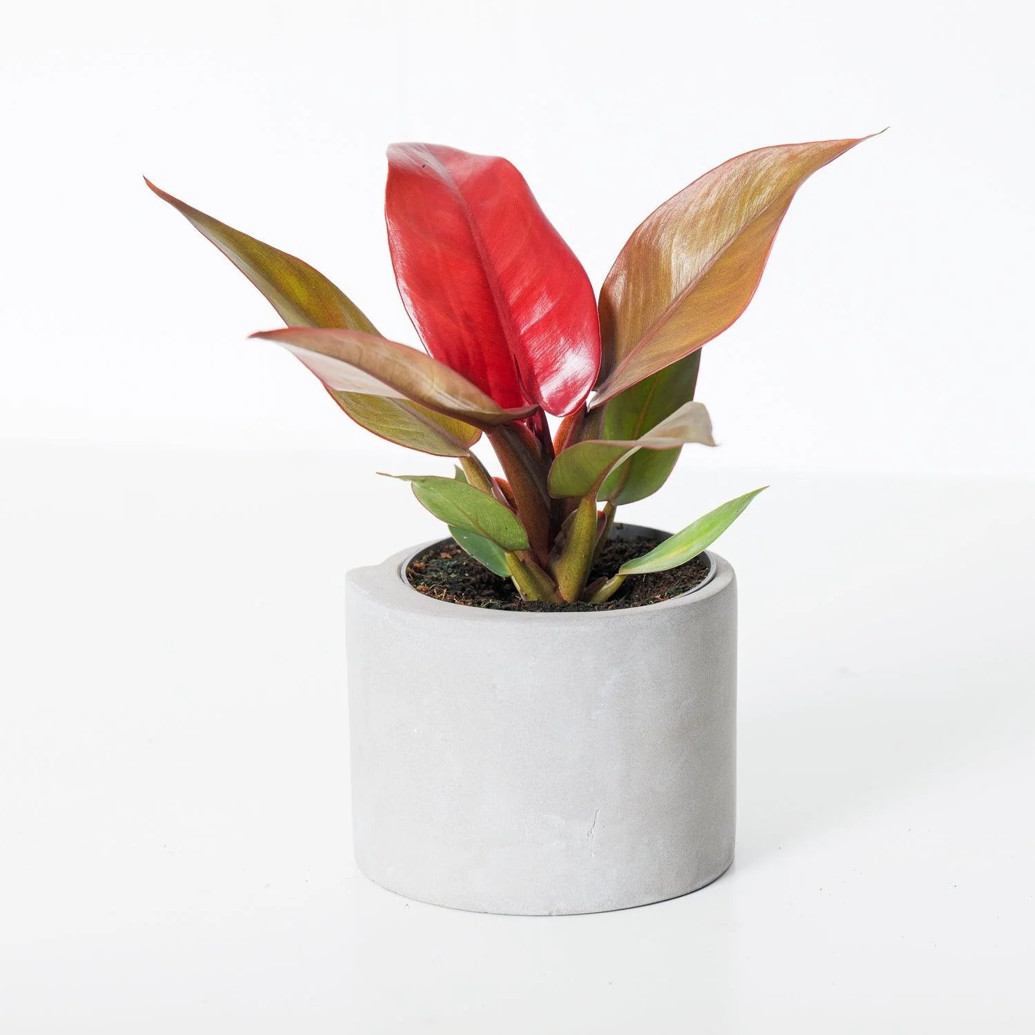Philodendron Starfire