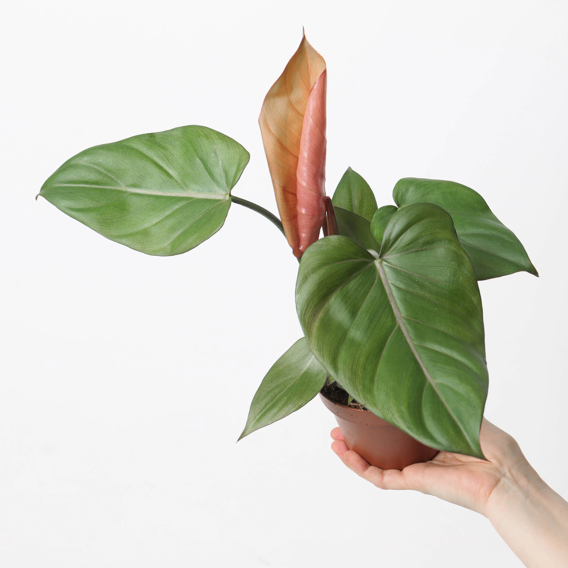 Philodendron 'Summer Glory'