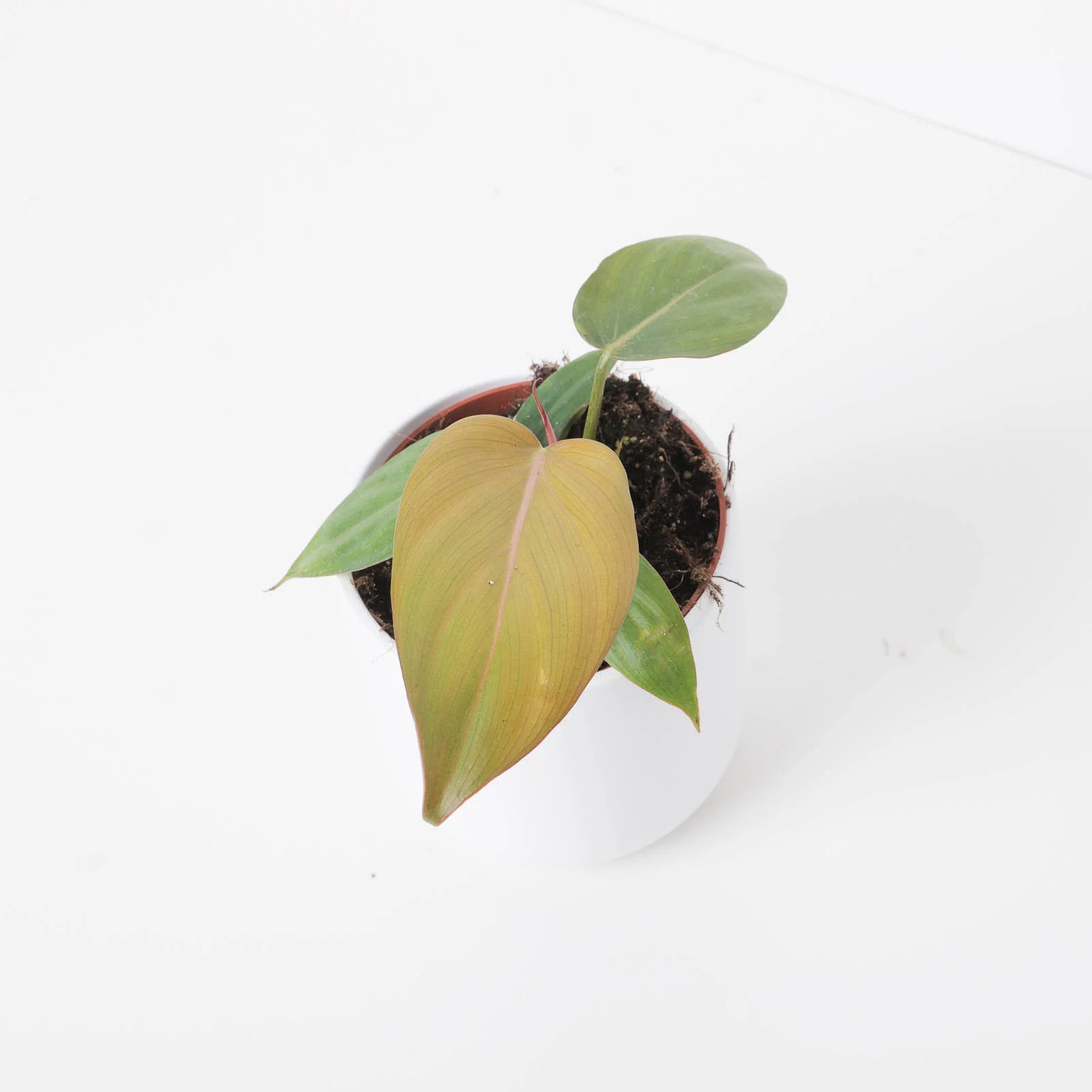 Philodendron 'Summer Glory' - Image 2