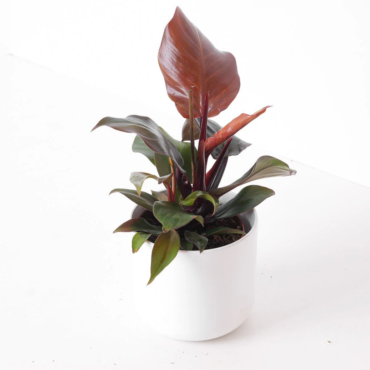 Philodendron Sunlight