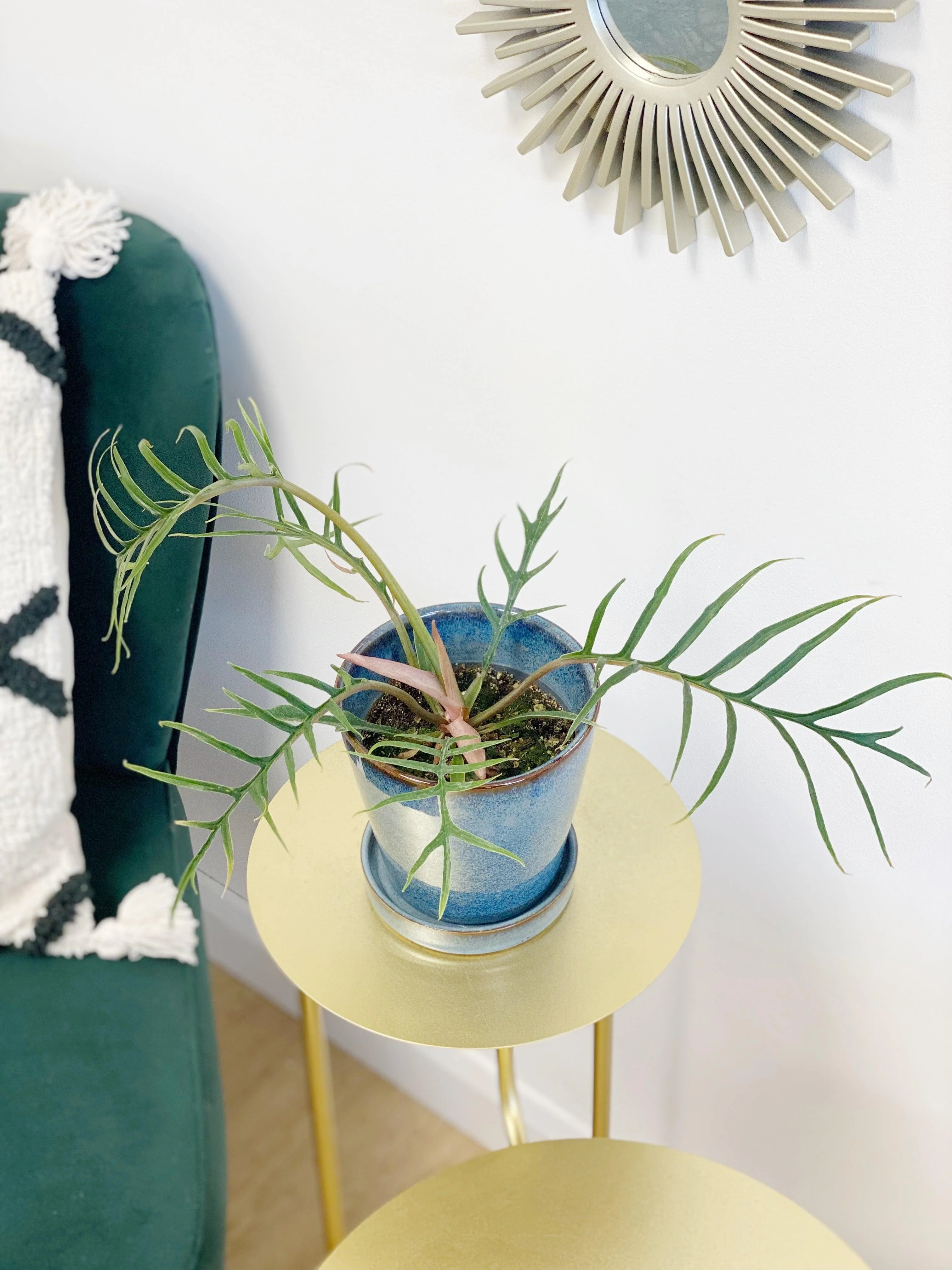 Philodendron Tortum - Image 3