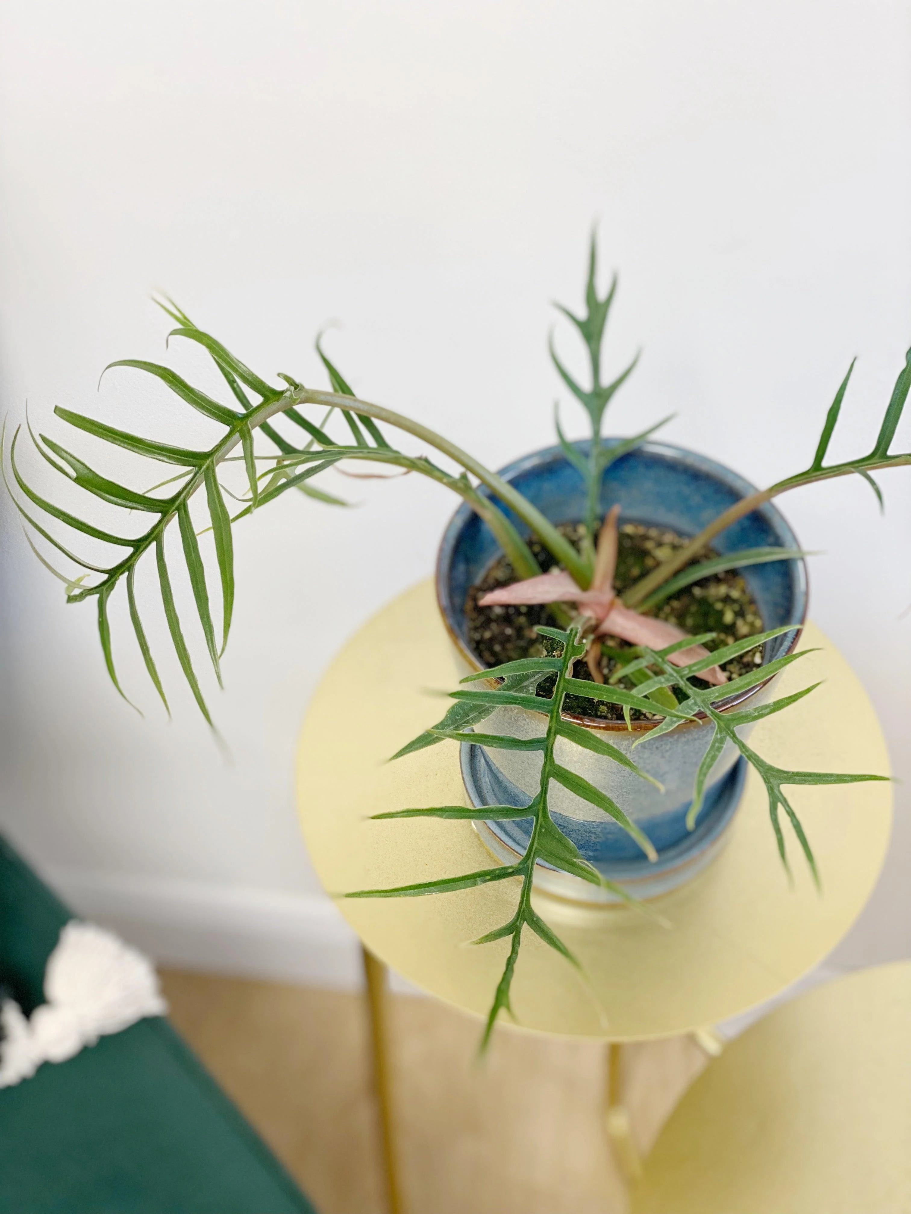 Philodendron Tortum - Image 4