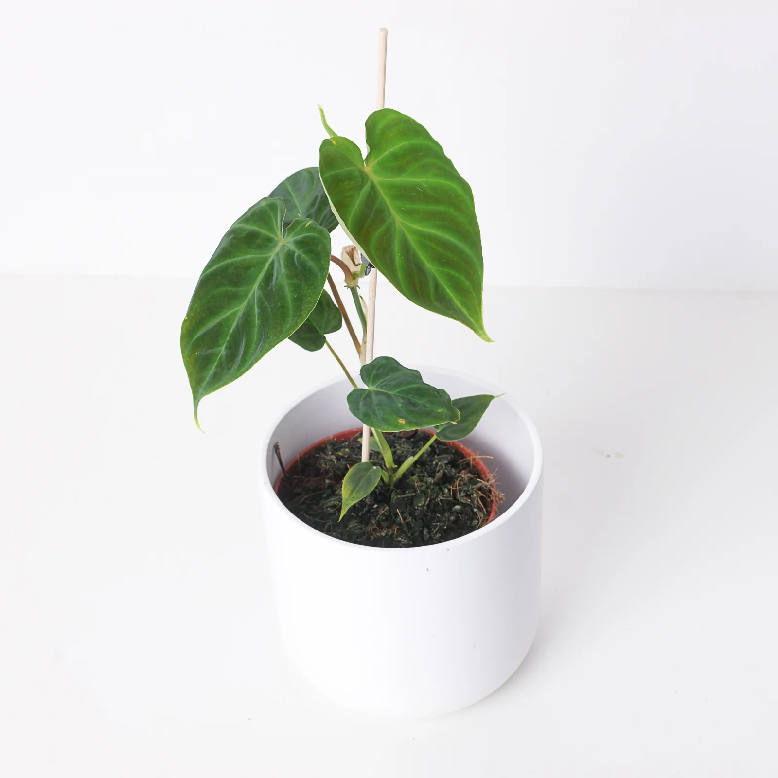 Philodendron Verrucosum Dutch Form