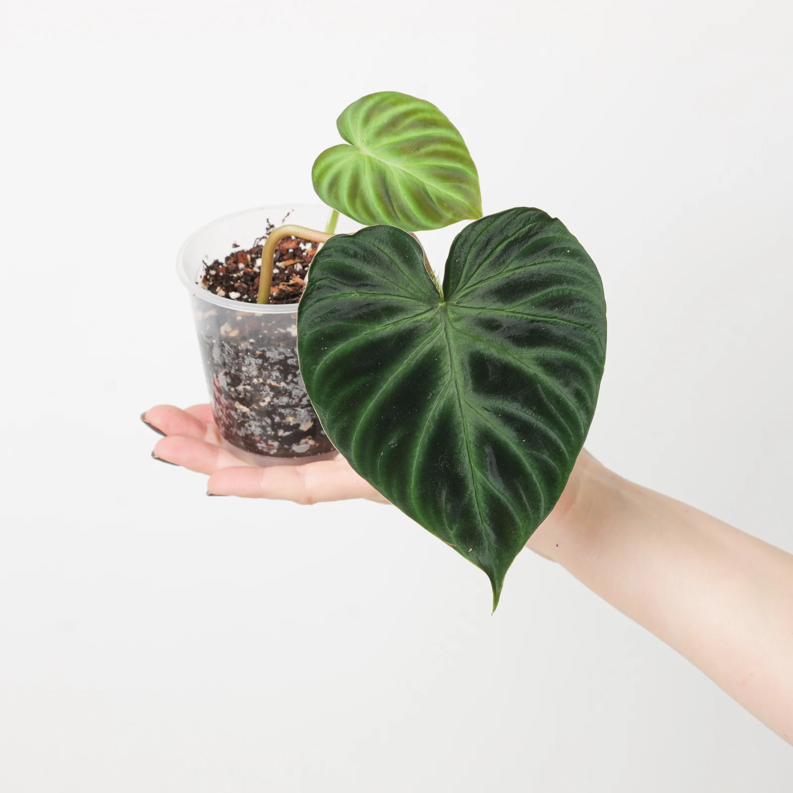Philodendron Verrucosum 'Ecuador’