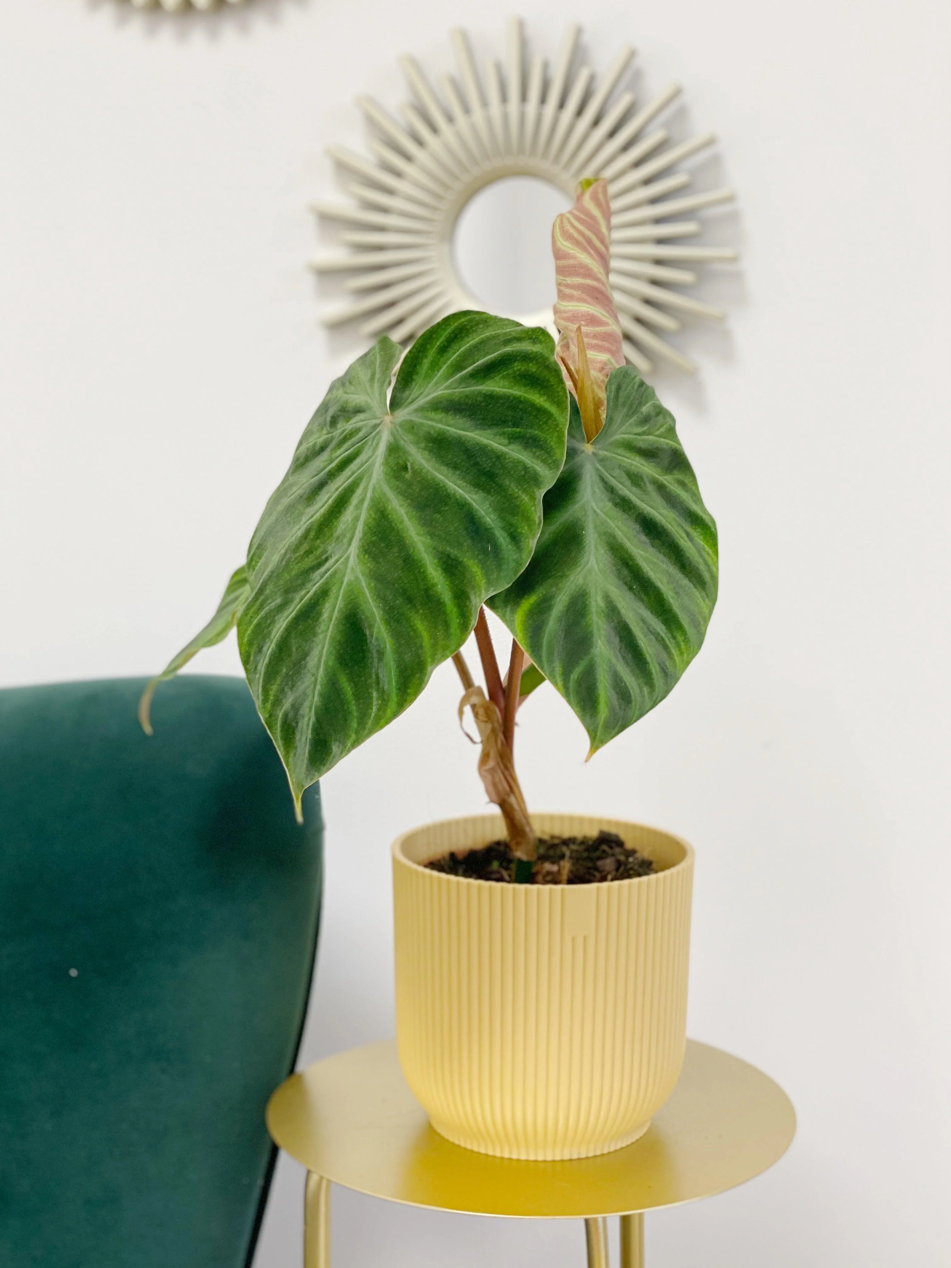 Philodendron Verrucosum Incensi