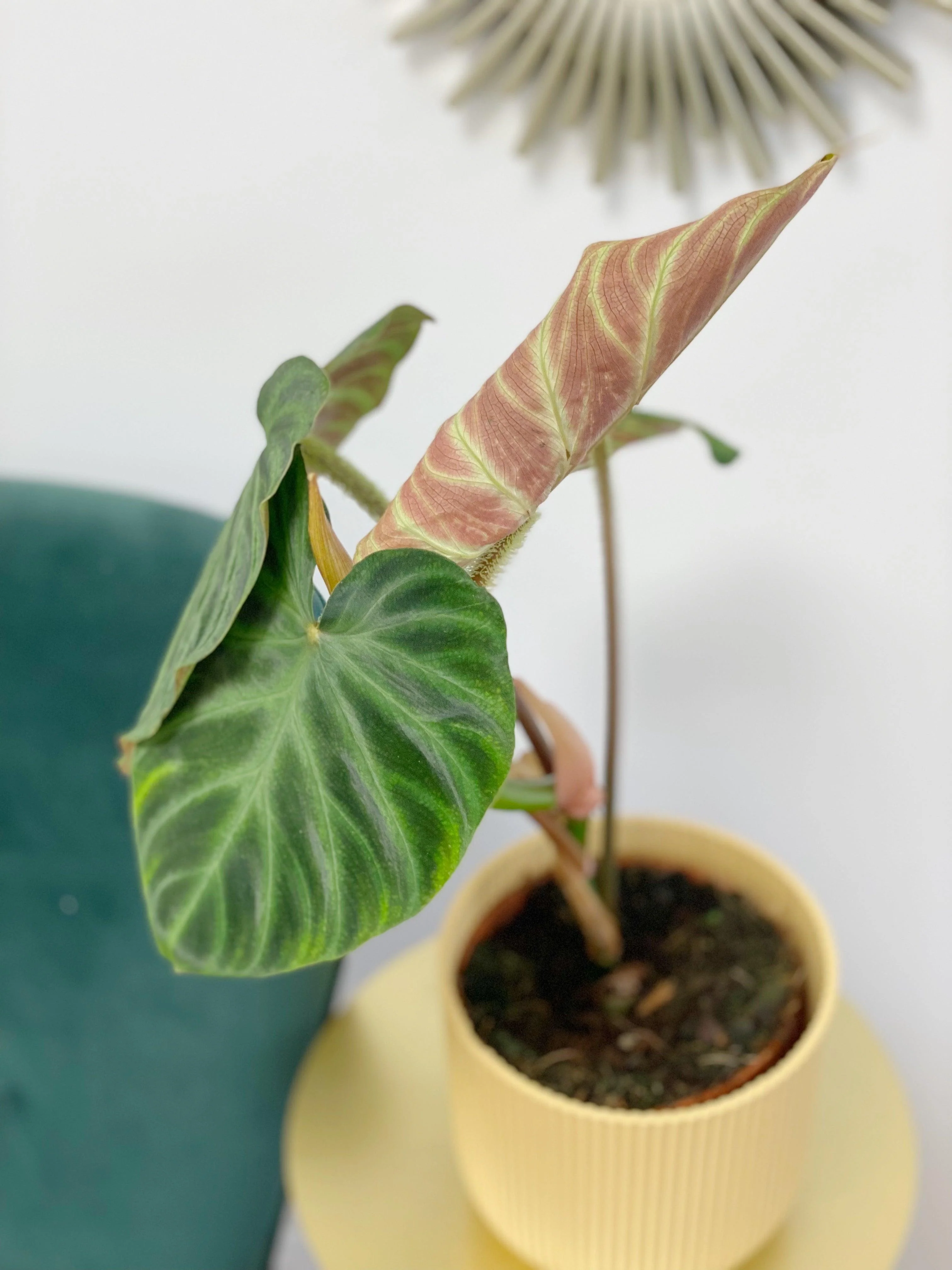Philodendron Verrucosum Incensi - Image 2