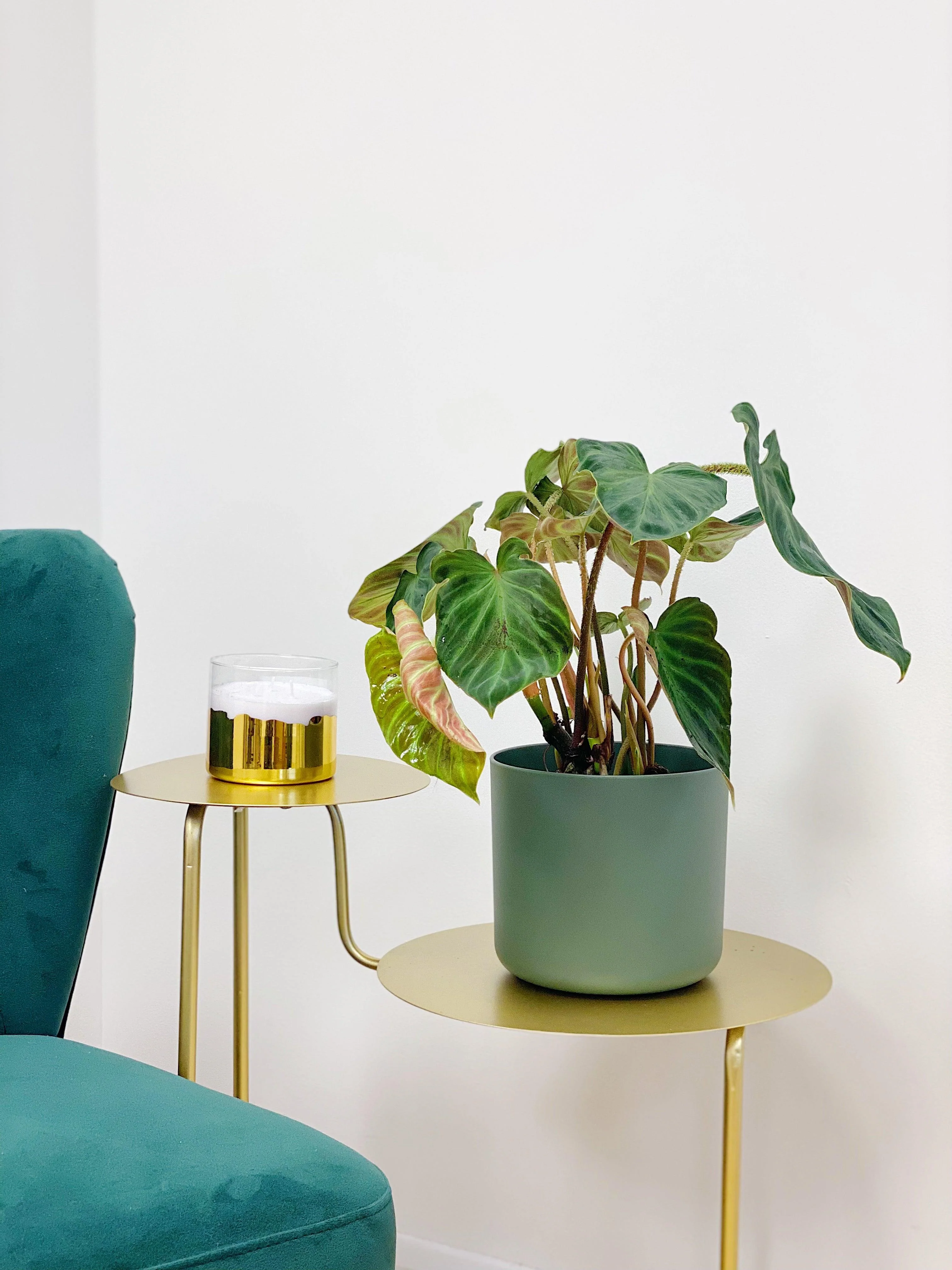 Philodendron Verrucosum Incensi - Image 3