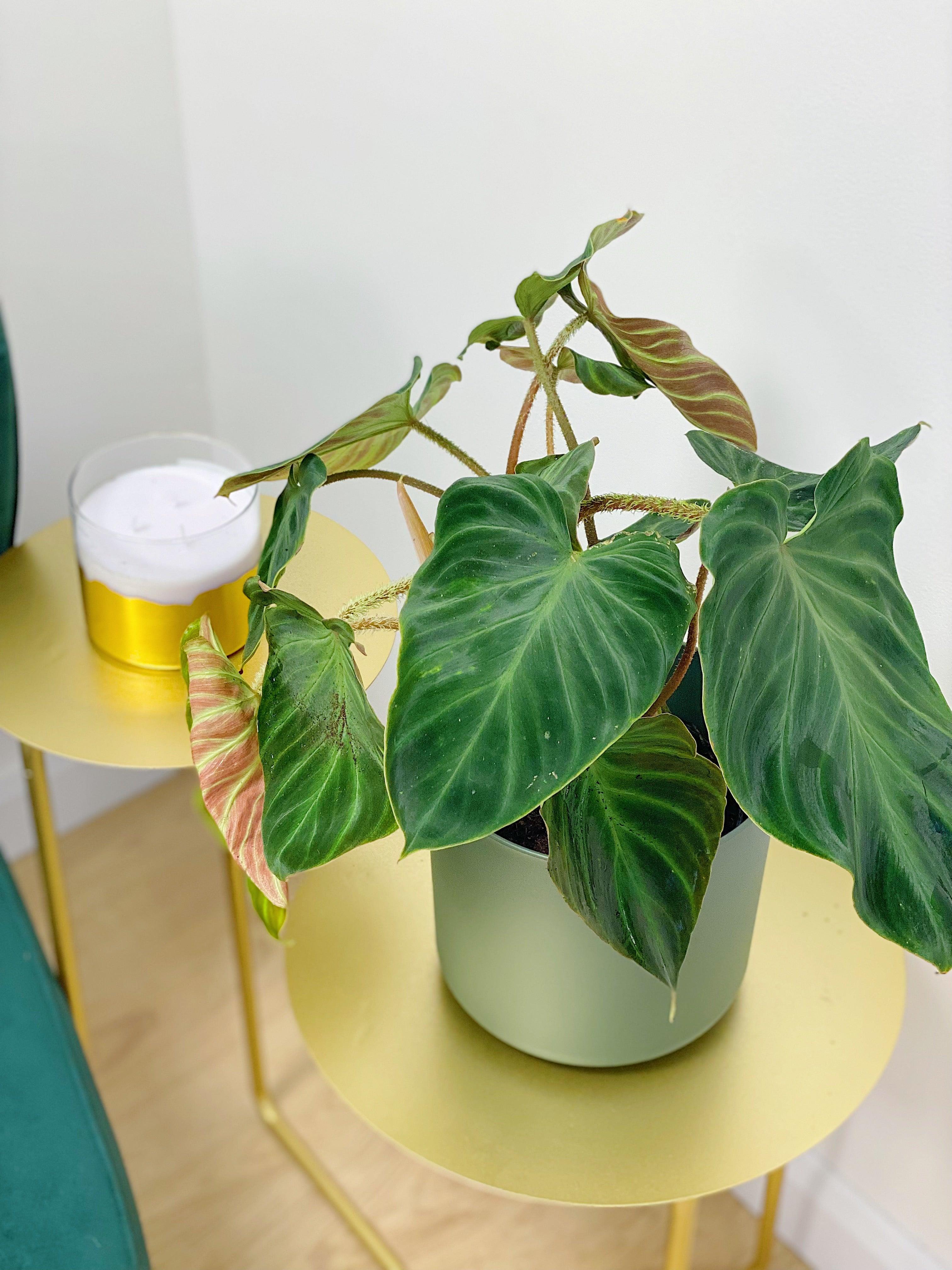 Philodendron Verrucosum Incensi - Image 4