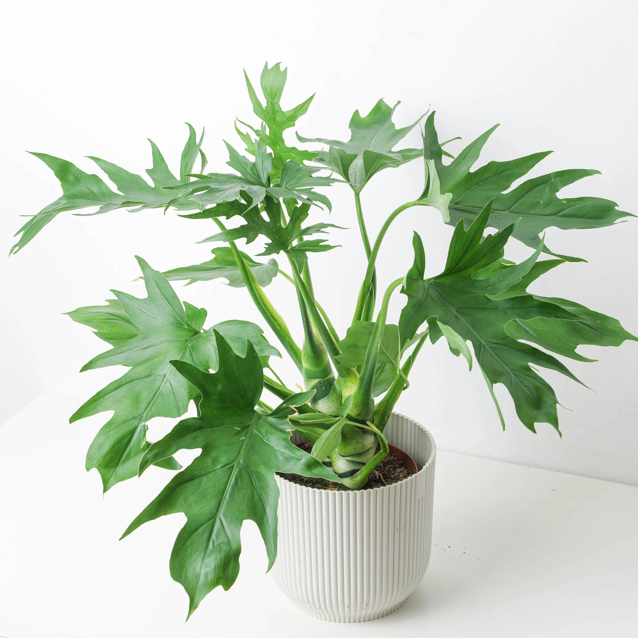 Philodendron Warscewiczii
