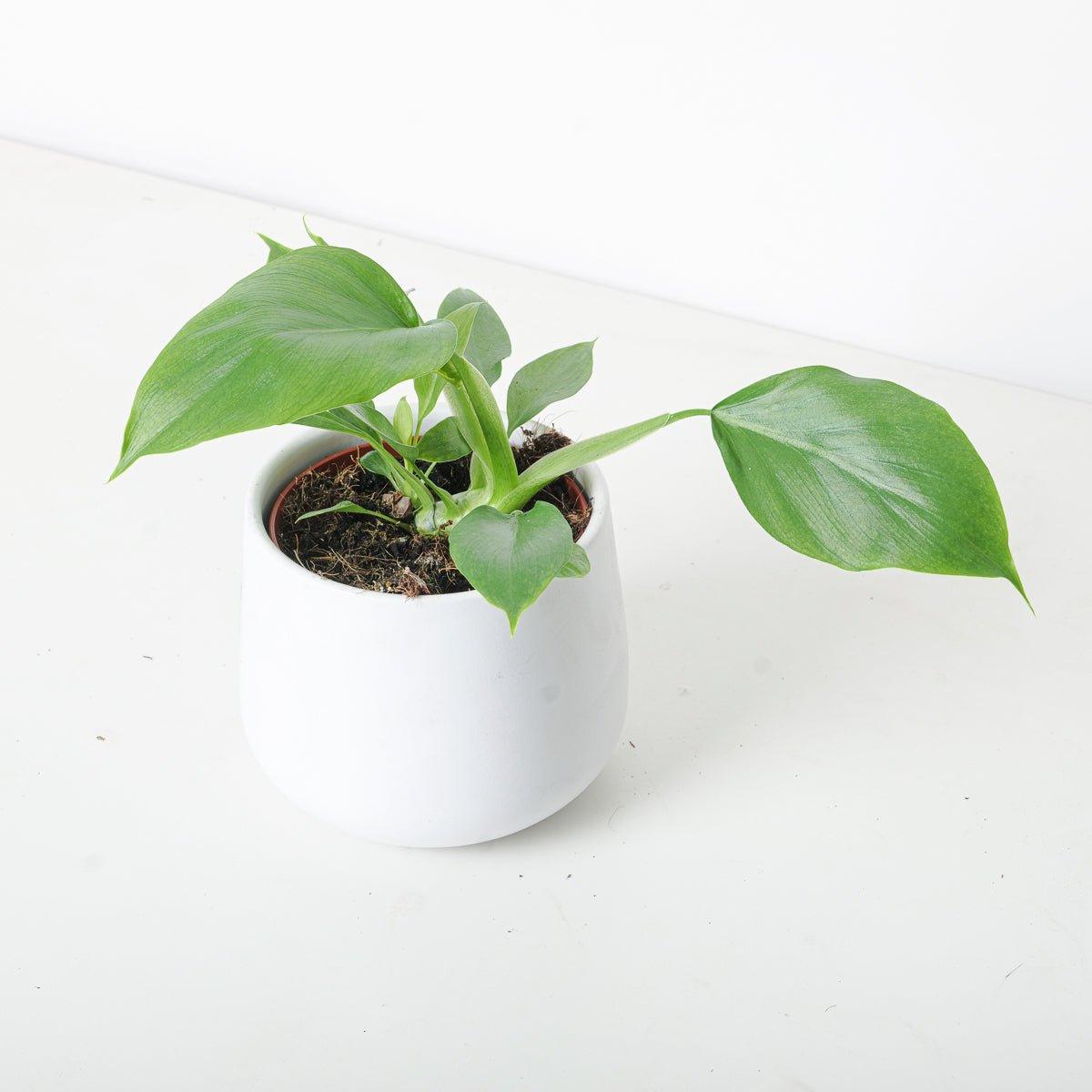 Philodendron Warscewiczii - Image 2