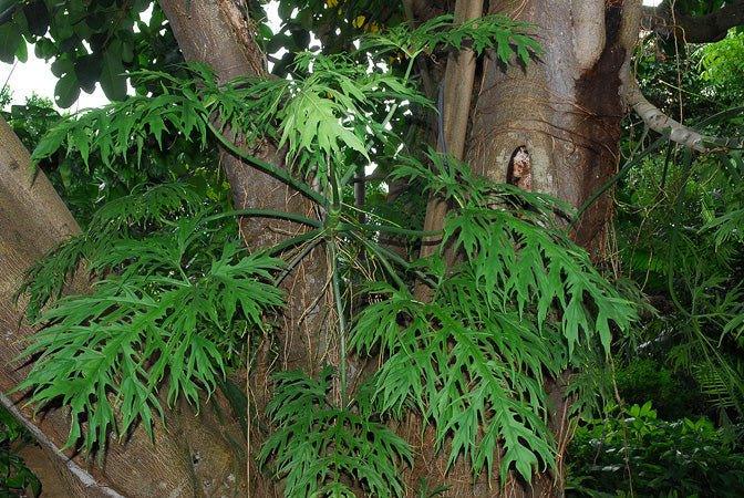 Philodendron Warscewiczii - Image 3