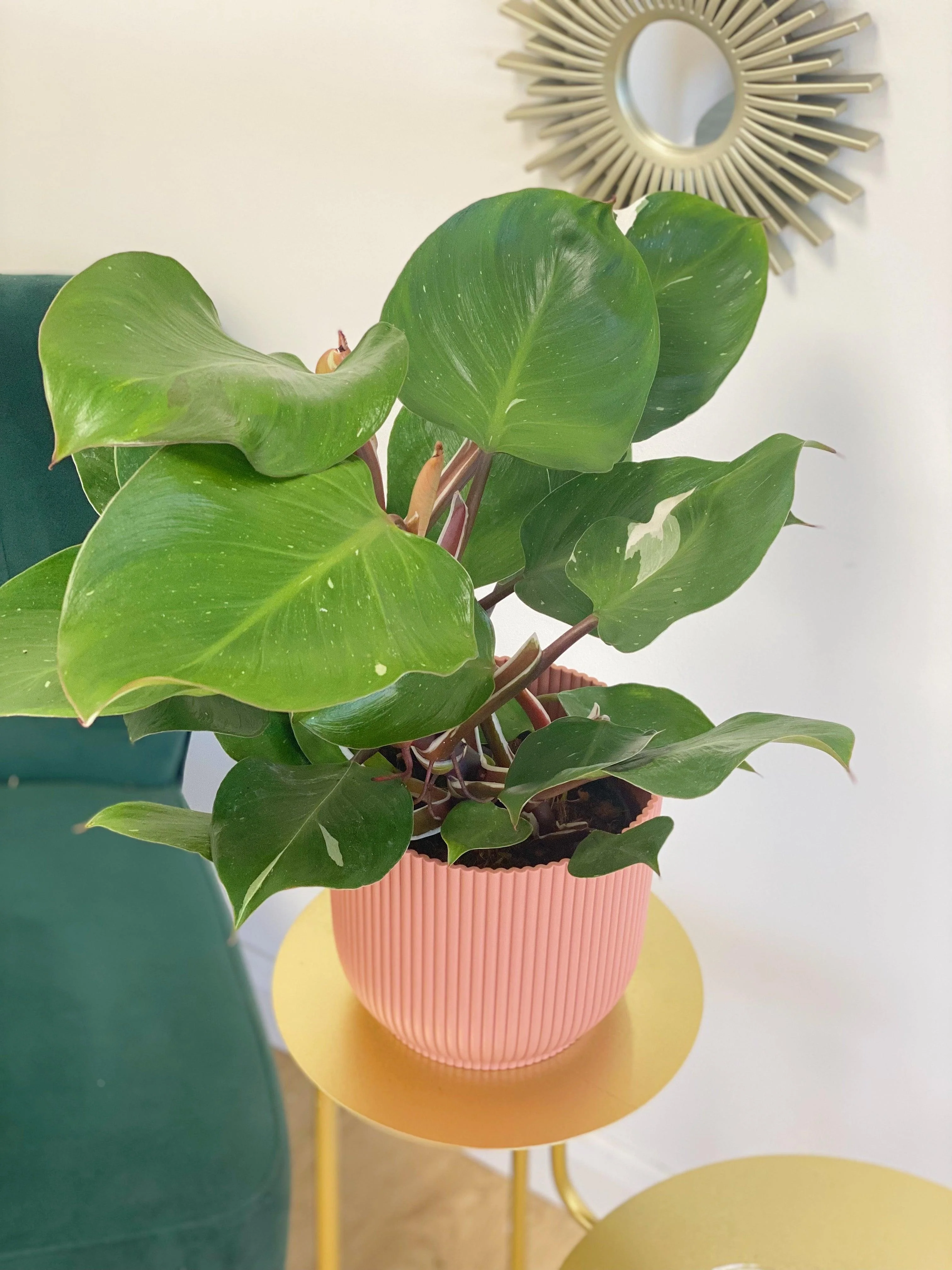Philodendron White Knight