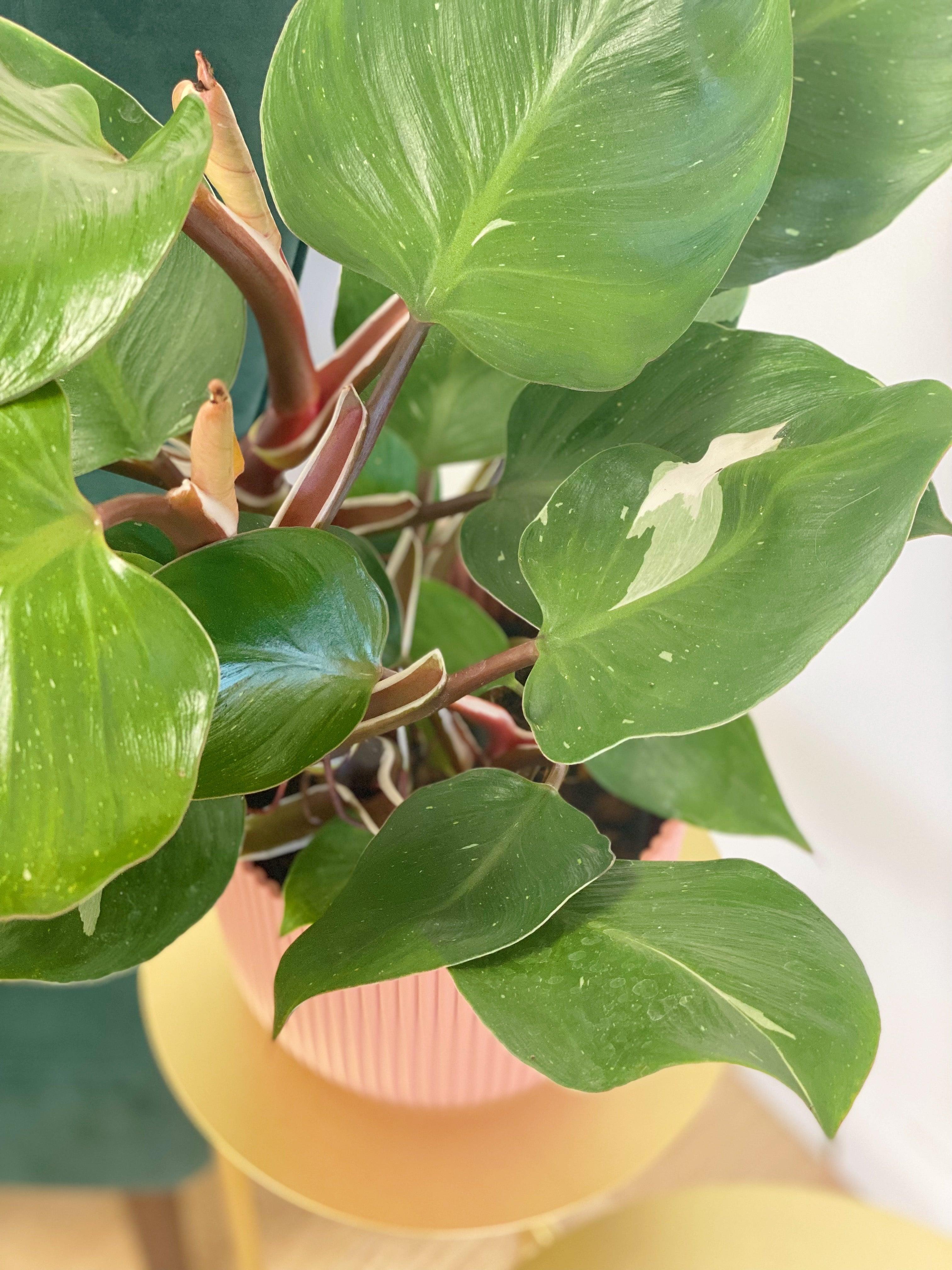 Philodendron White Knight - Image 2