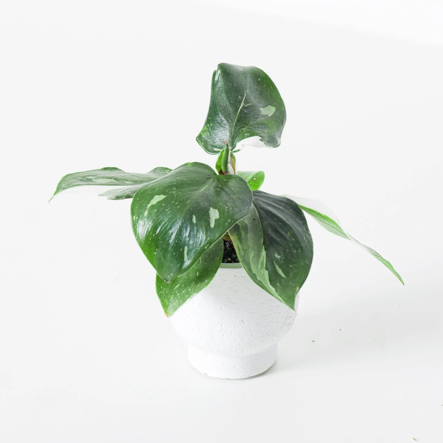 Philodendron White Knight - Image 3