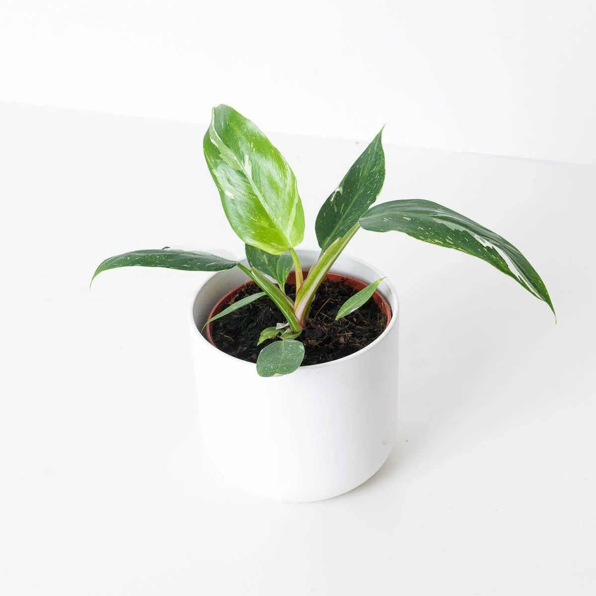 Philodendron White Princess - Image 3