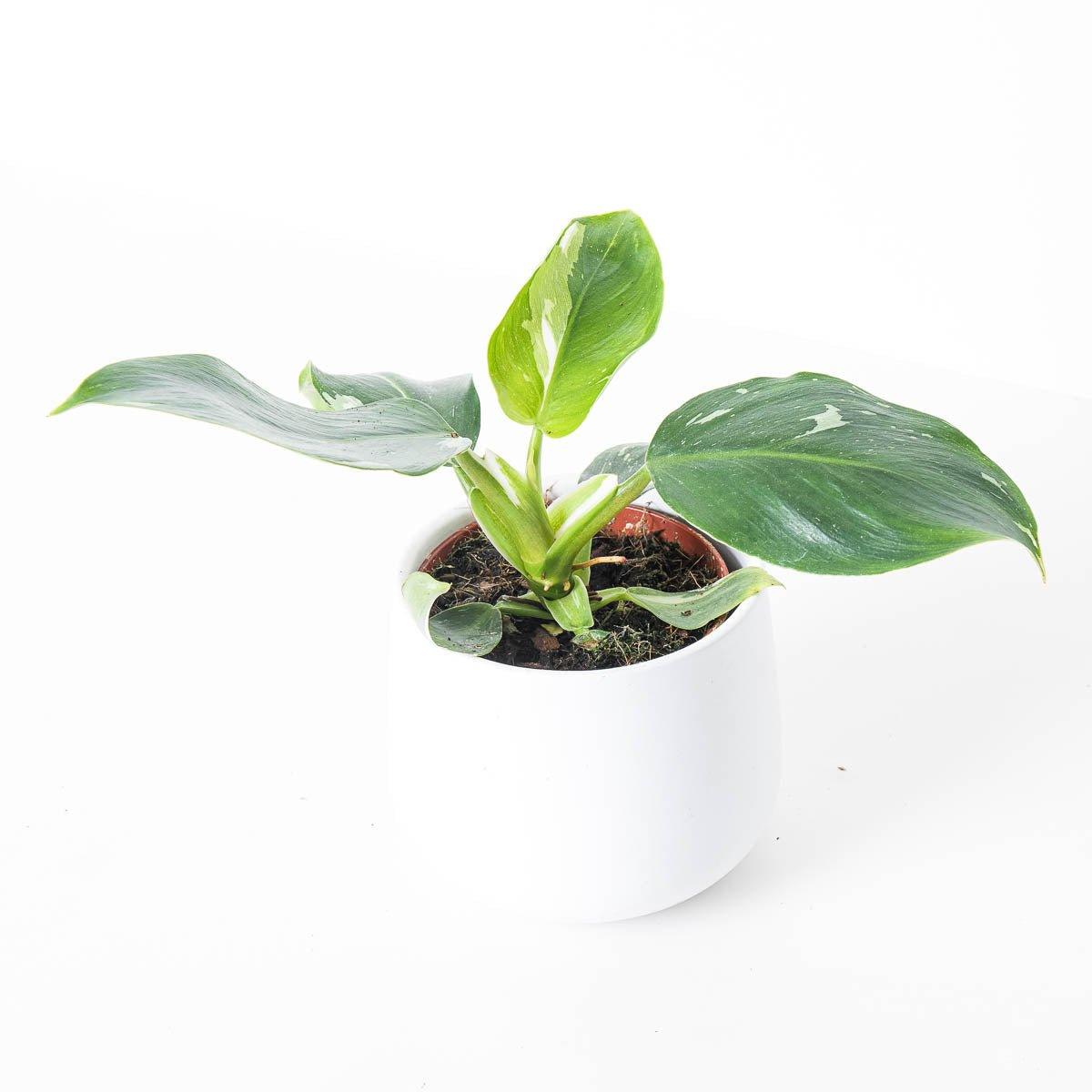 Philodendron White Princess - Image 4