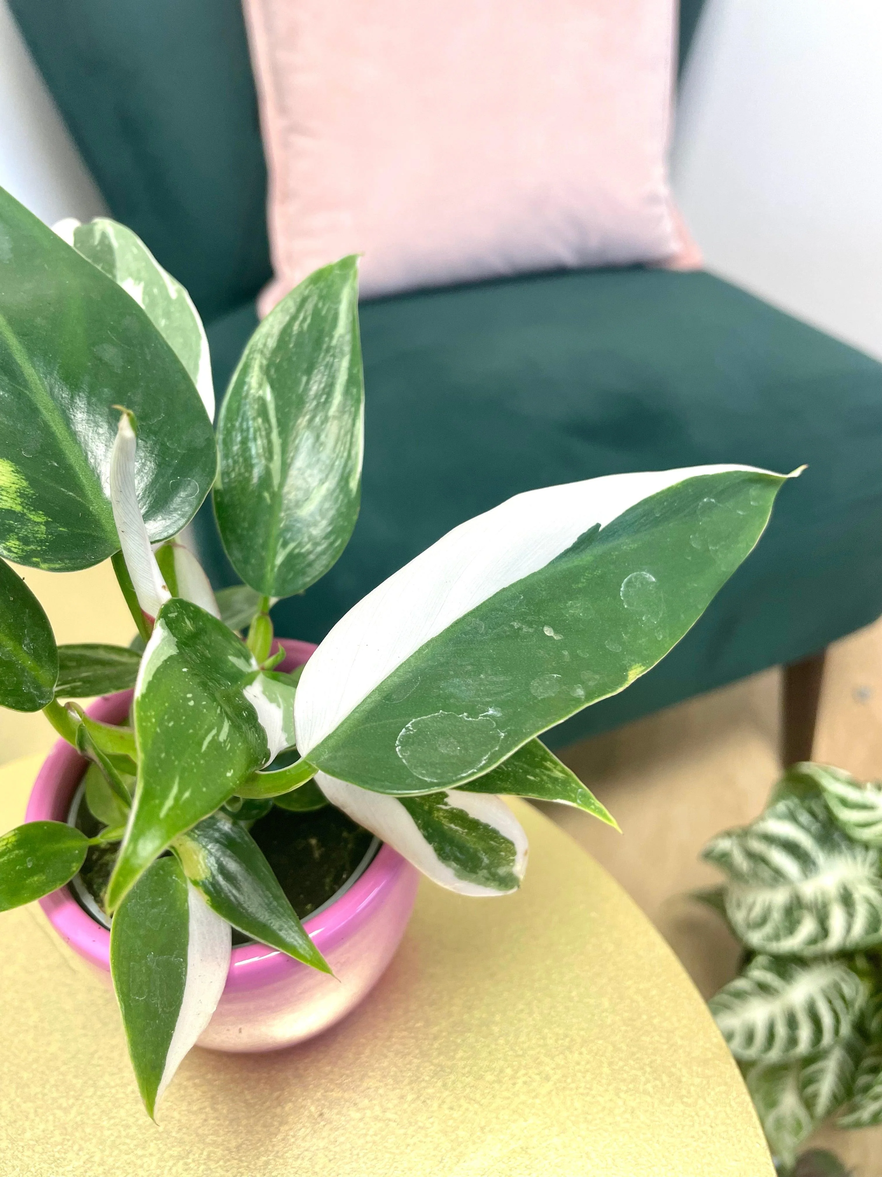 Philodendron White Princess - Image 5