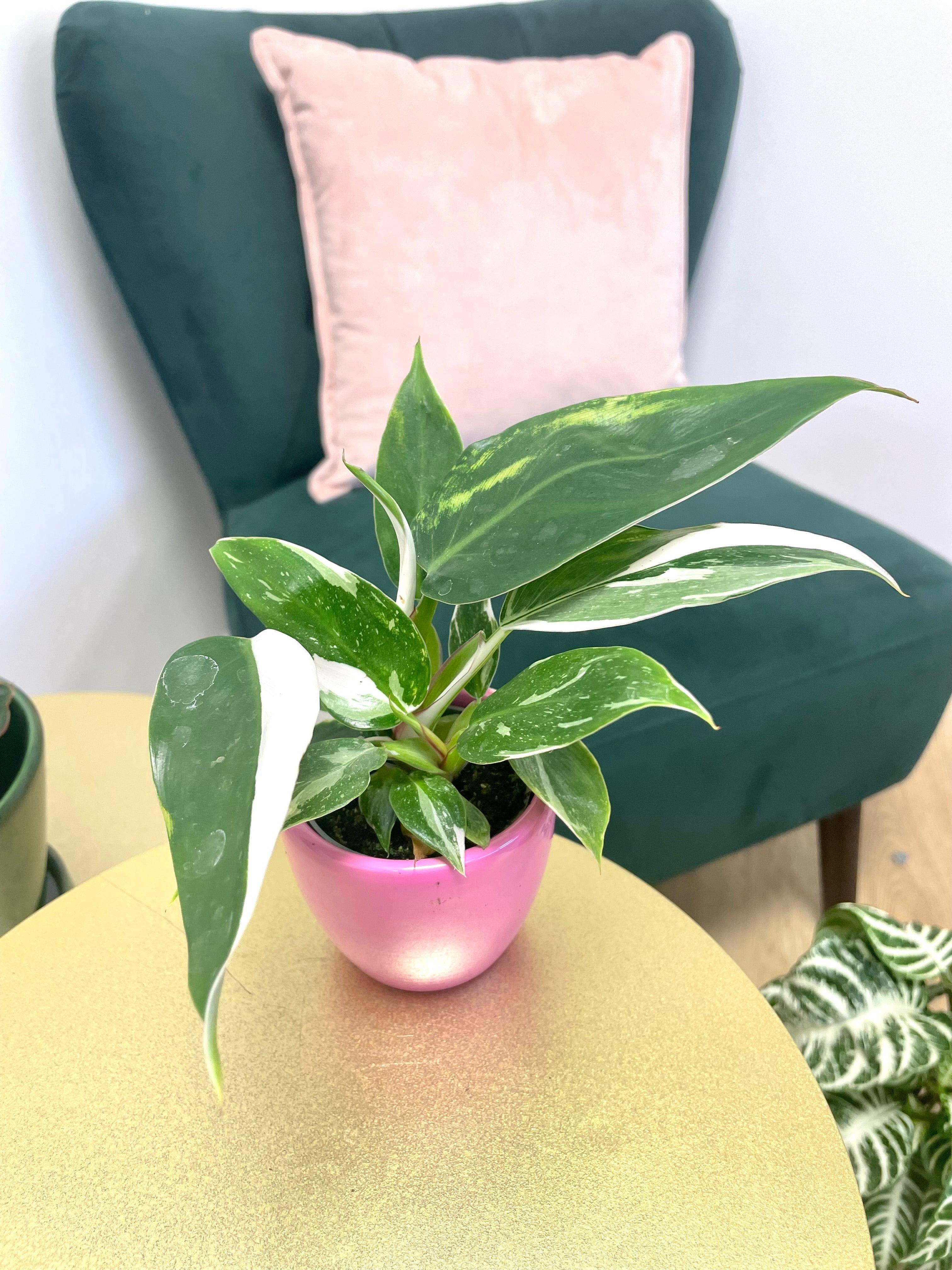 Philodendron White Princess - Image 6