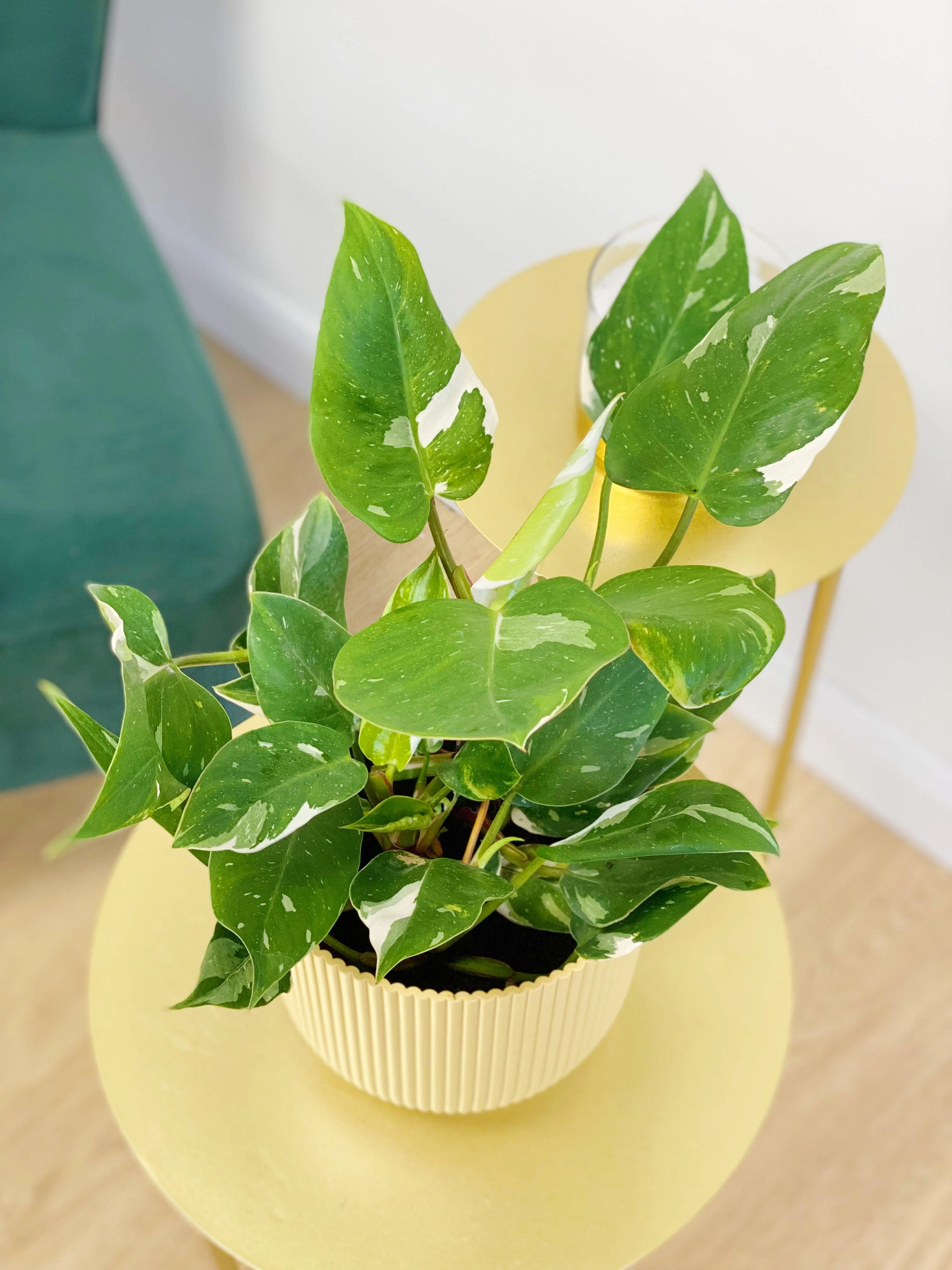 Philodendron White Princess - Image 7